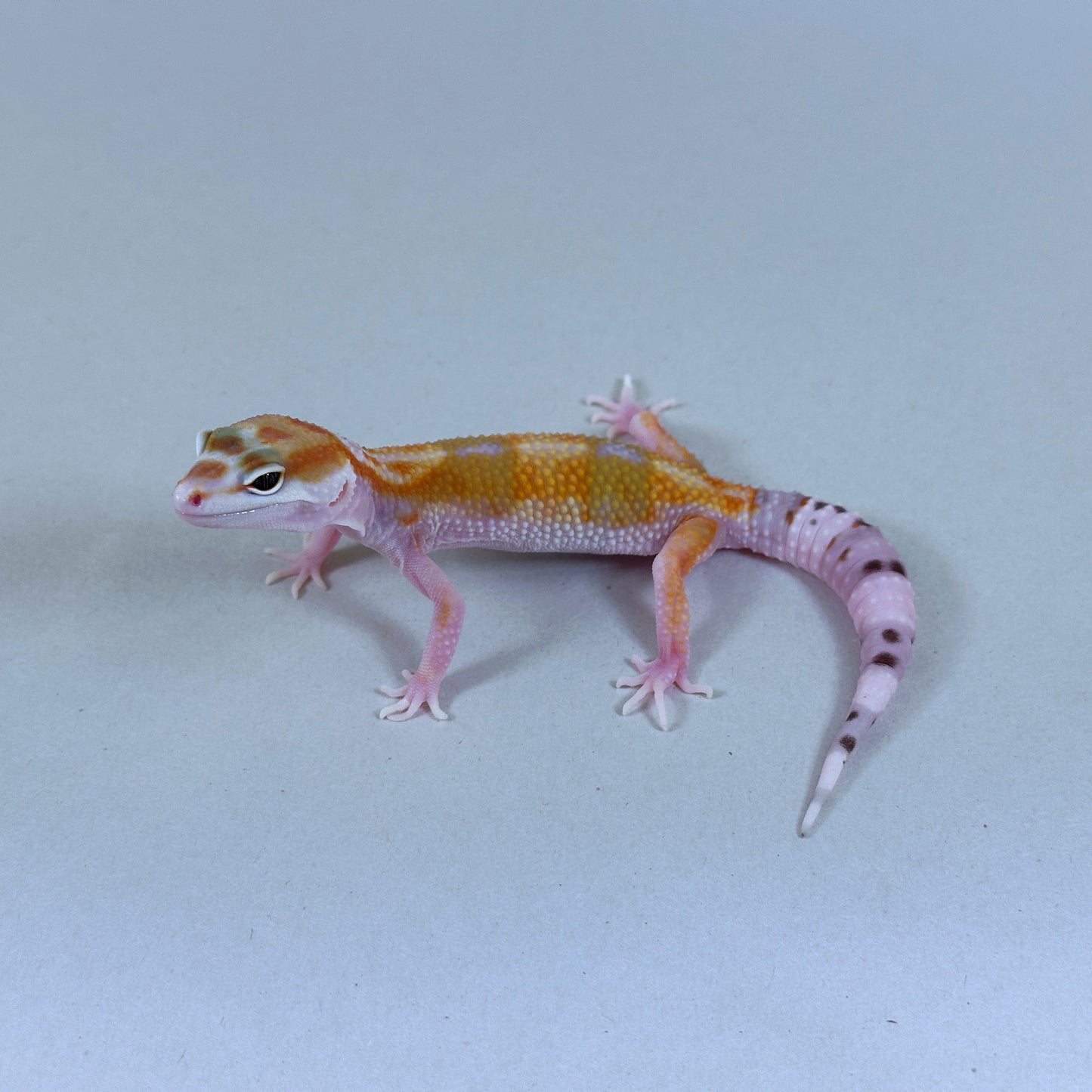 2025 Female W&Y Tangerine Bengal Cross Leopard Gecko