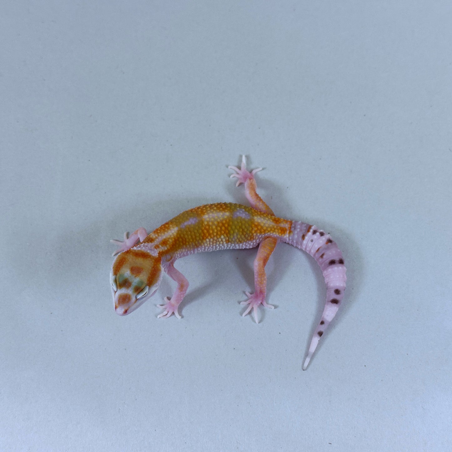 2025 Female W&Y Tangerine Bengal Cross Leopard Gecko