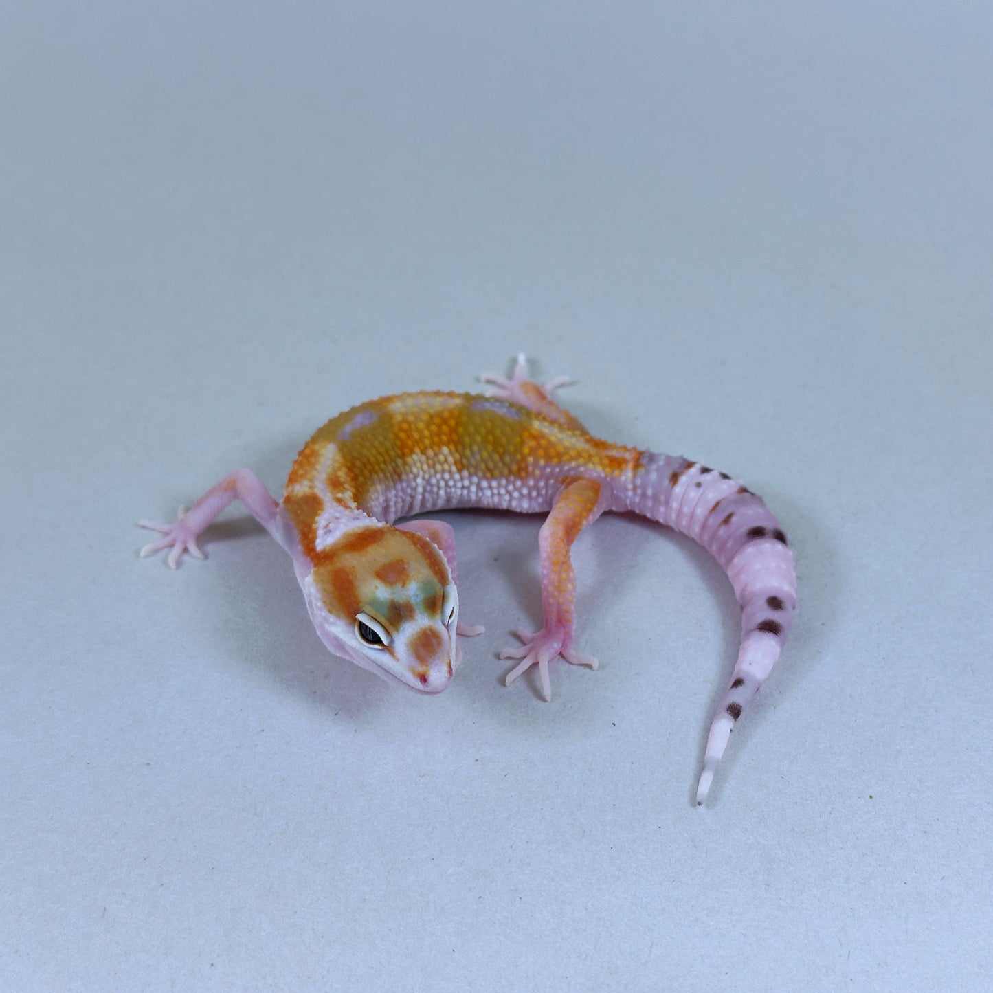 2025 Female W&Y Tangerine Bengal Cross Leopard Gecko