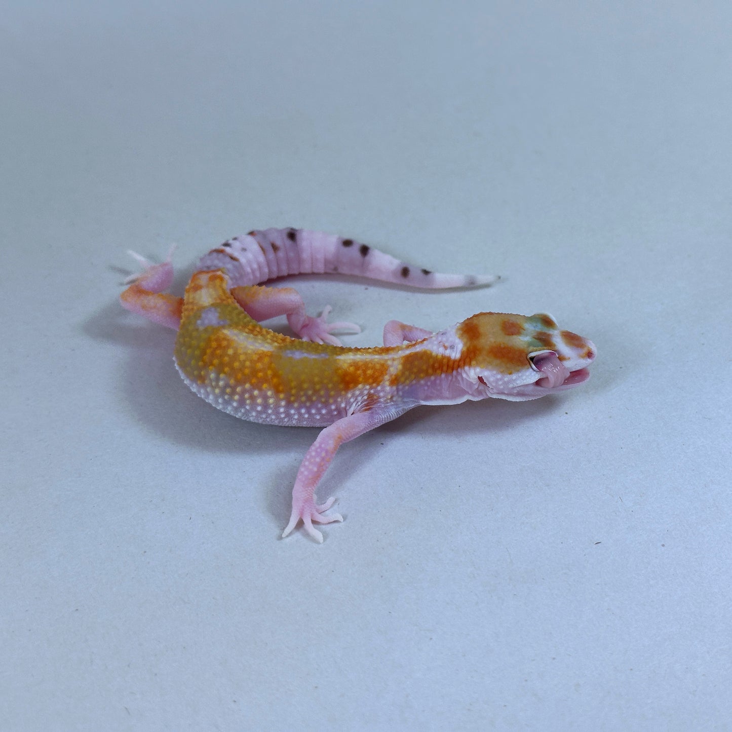2025 Female W&Y Tangerine Bengal Cross Leopard Gecko