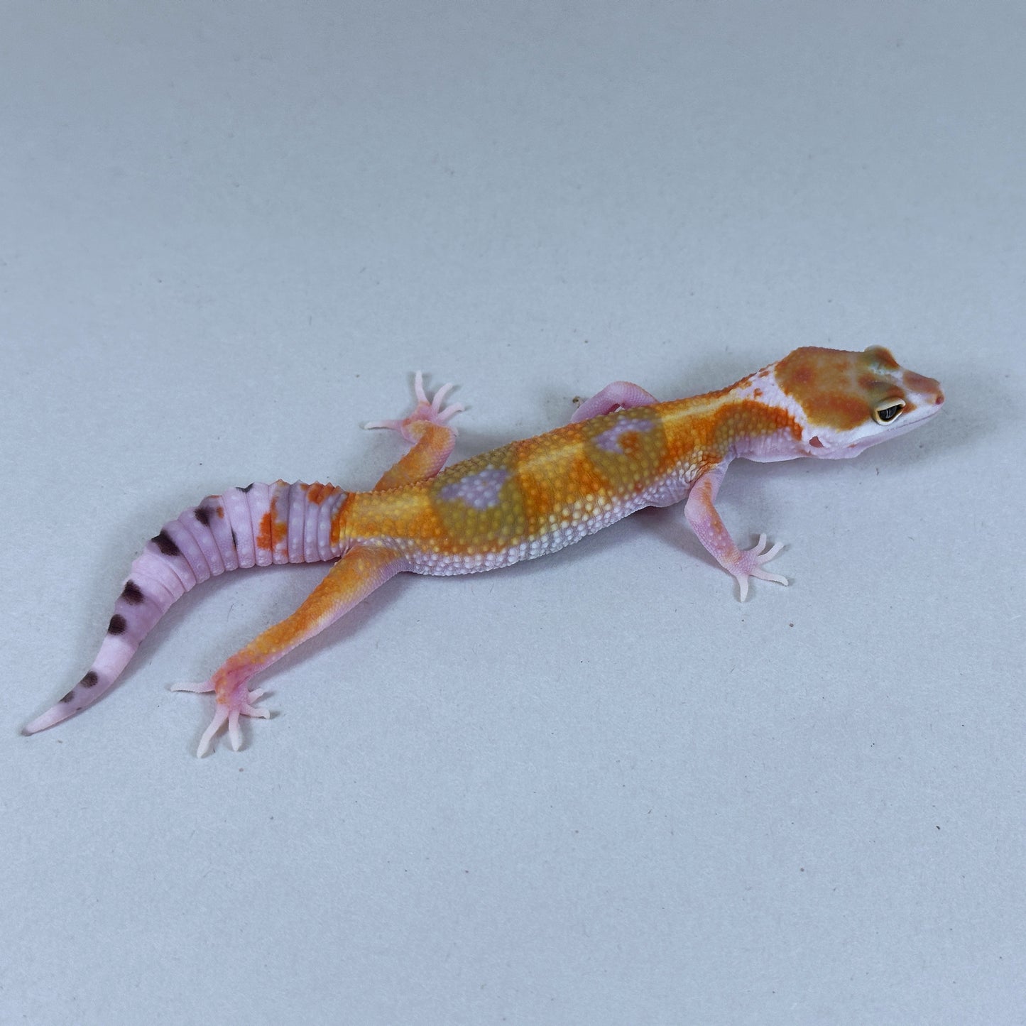 2025 Probable Male W&Y Tangerine Bengal Cross Leopard Gecko