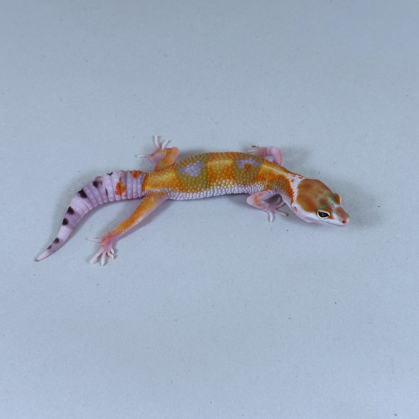 2025 Probable Male W&Y Tangerine Bengal Cross Leopard Gecko
