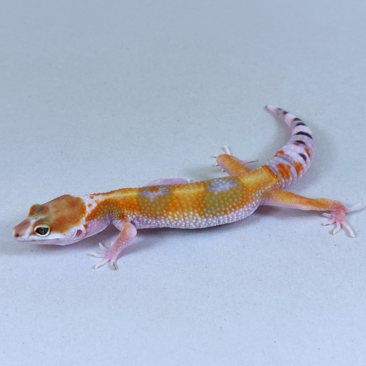 2025 Probable Male W&Y Tangerine Bengal Cross Leopard Gecko