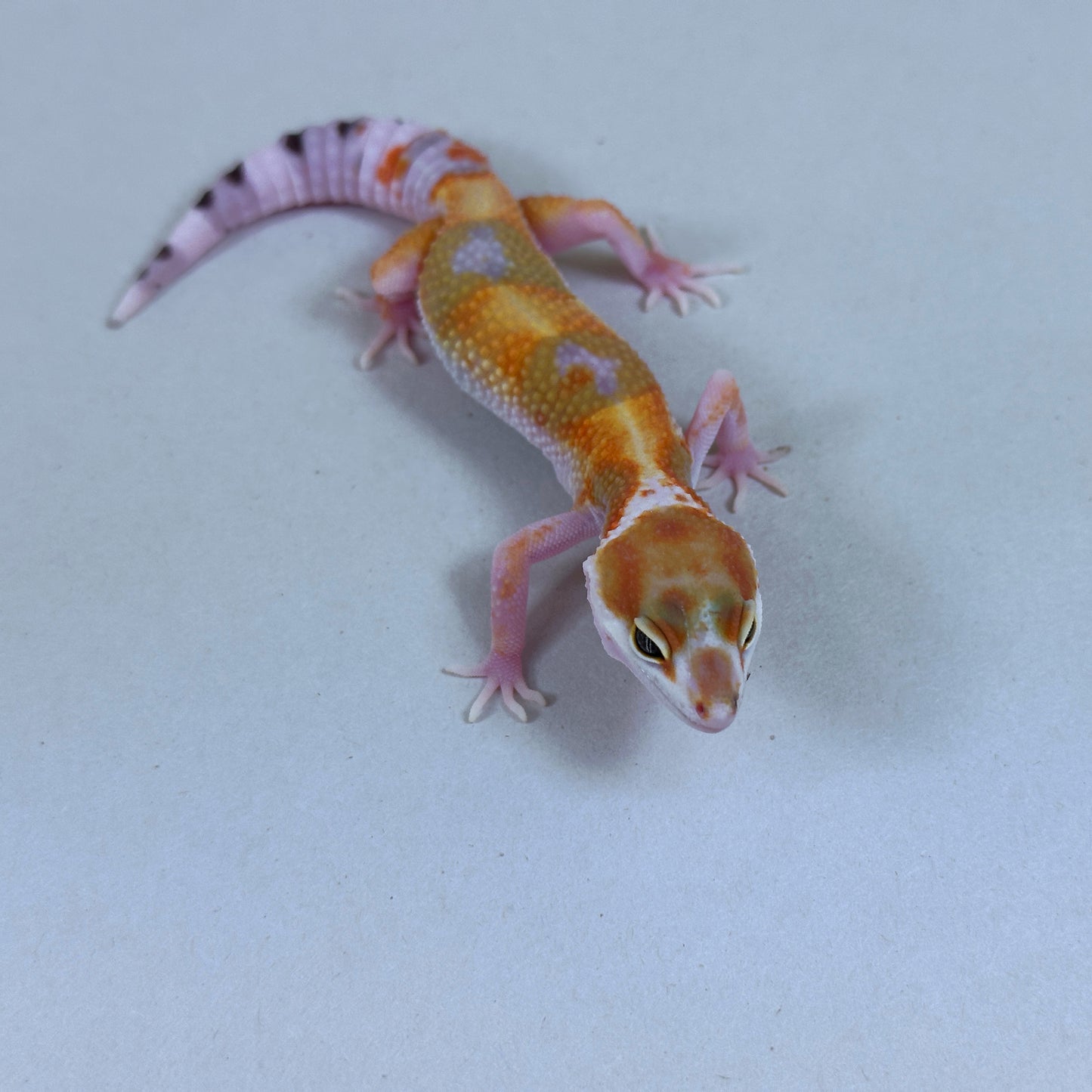 2025 Probable Male W&Y Tangerine Bengal Cross Leopard Gecko