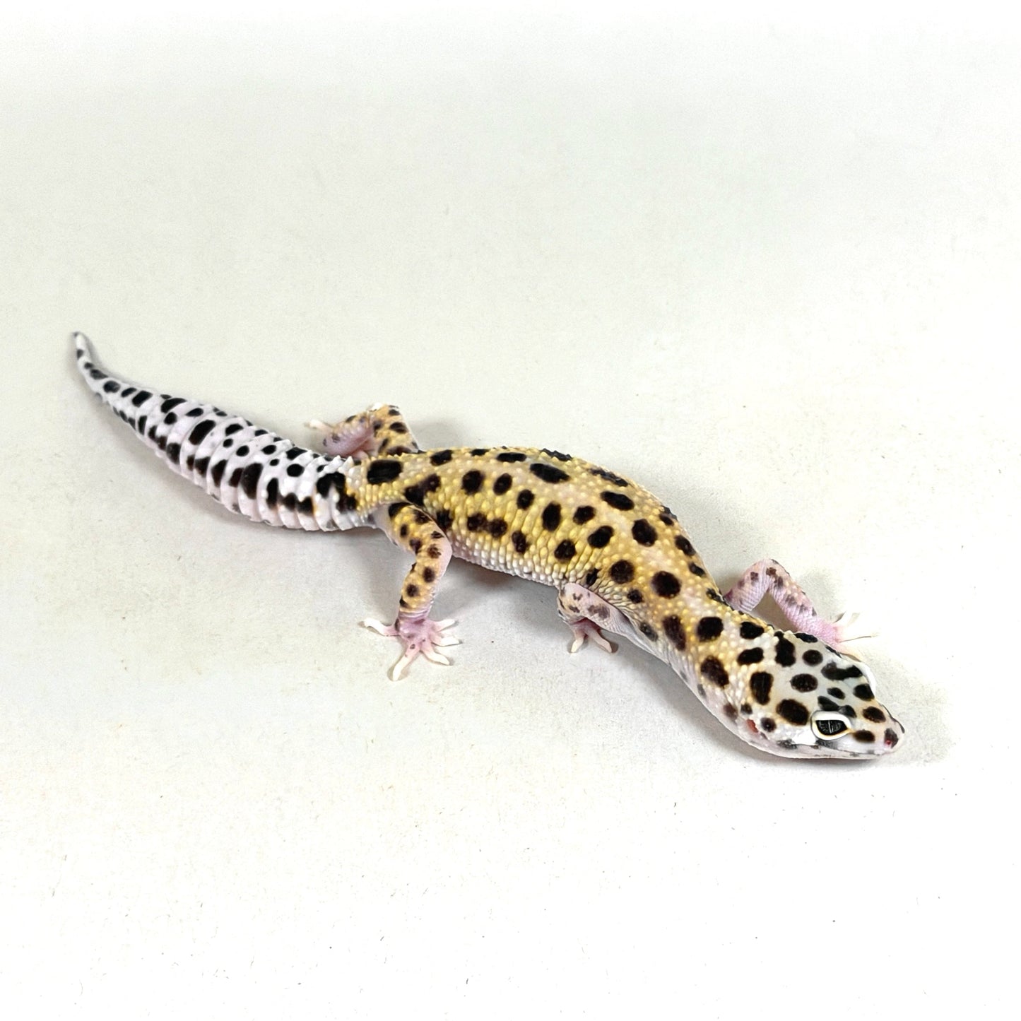 2025 Female Gem Snow Joker Cross