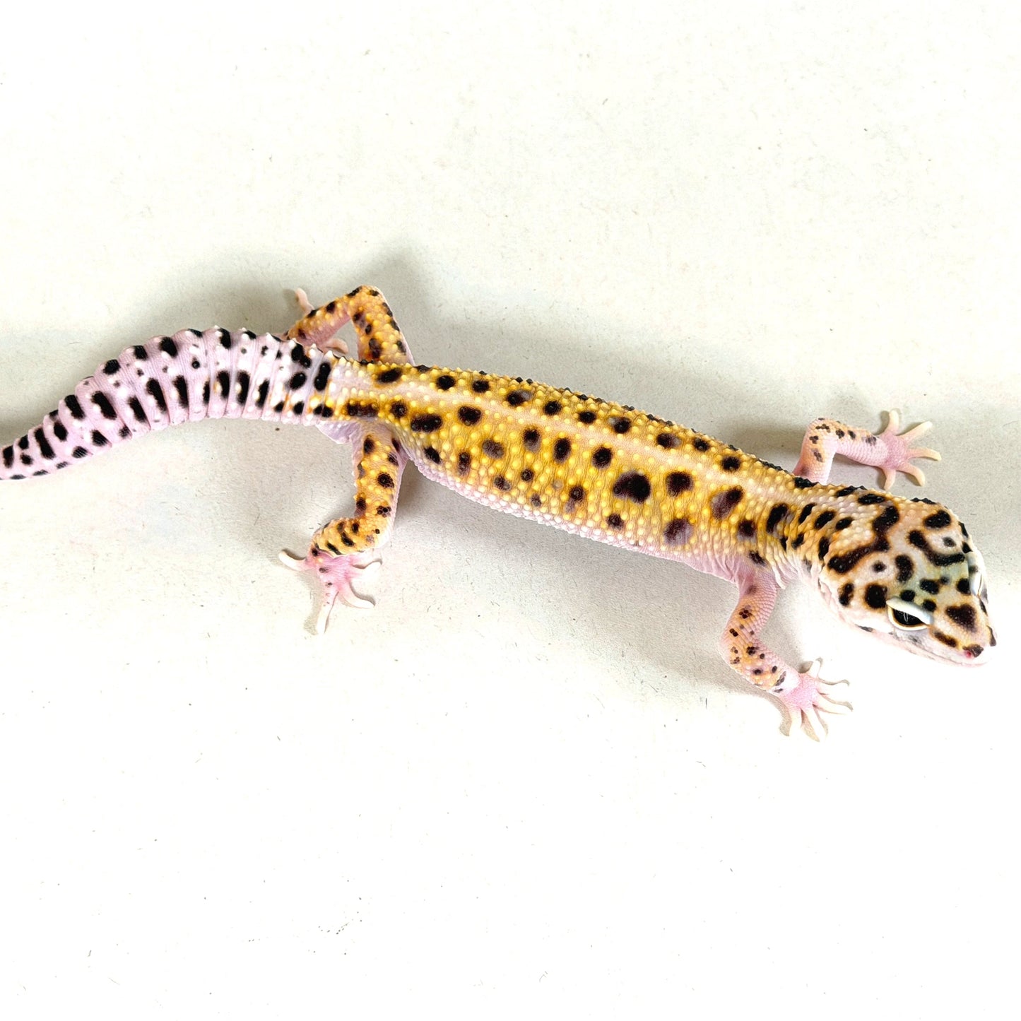 2025 Male Gem Snow Joker Cross (pos W&Y)