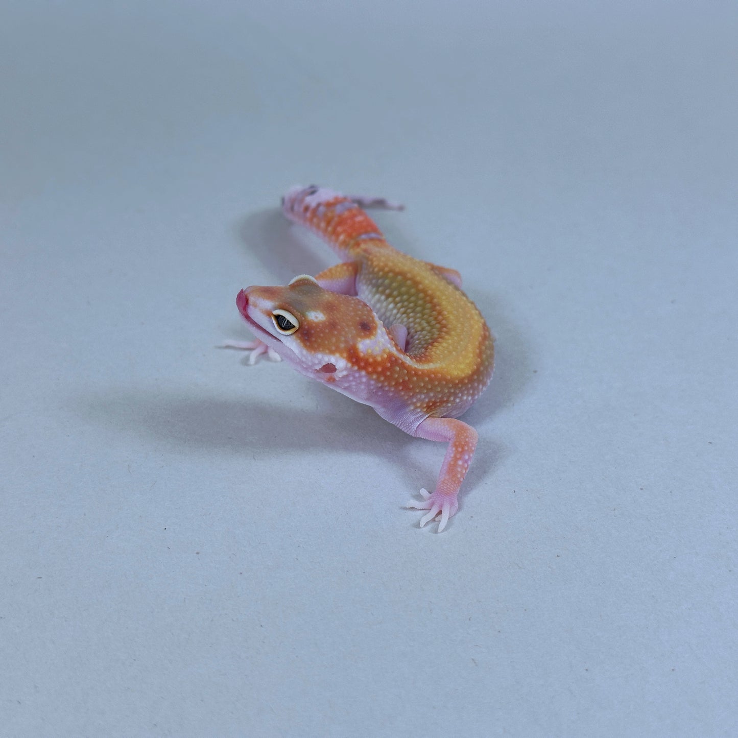 2025 Male Striped W&Y Joker Project