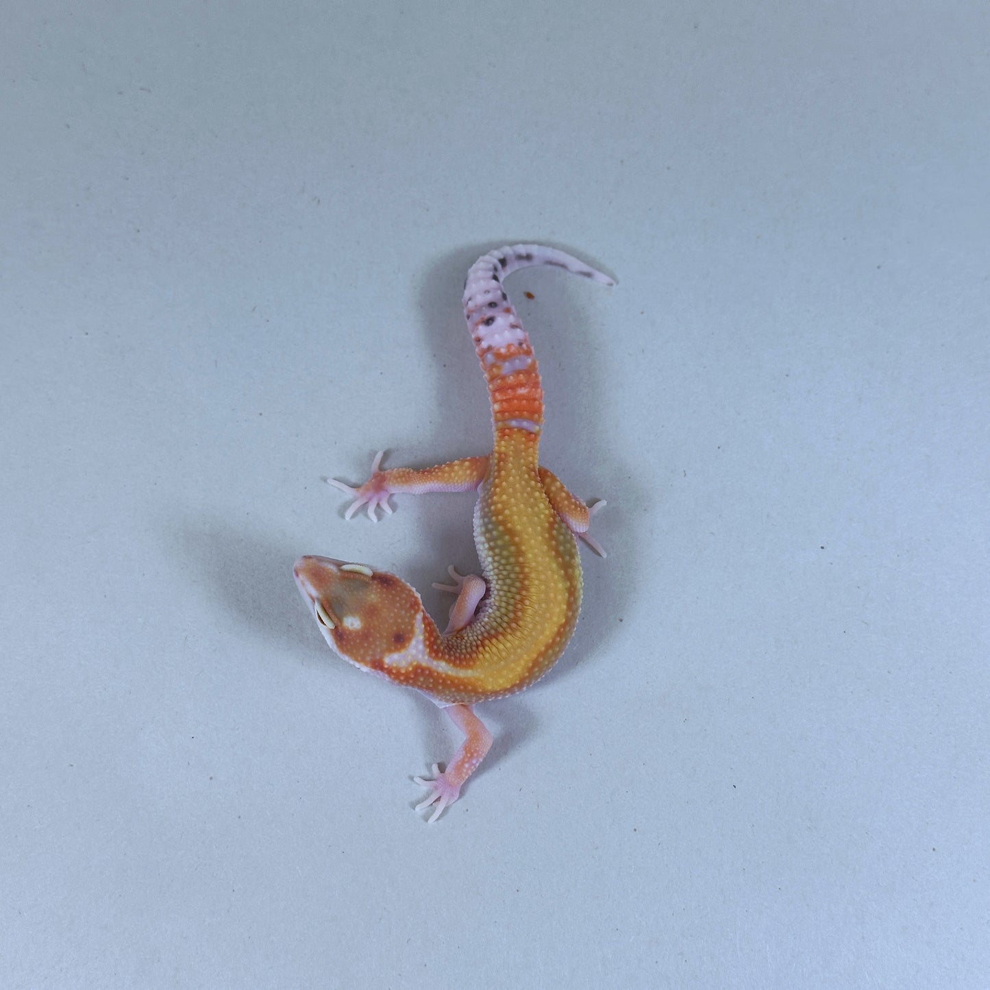 2025 Male Striped W&Y Joker Project