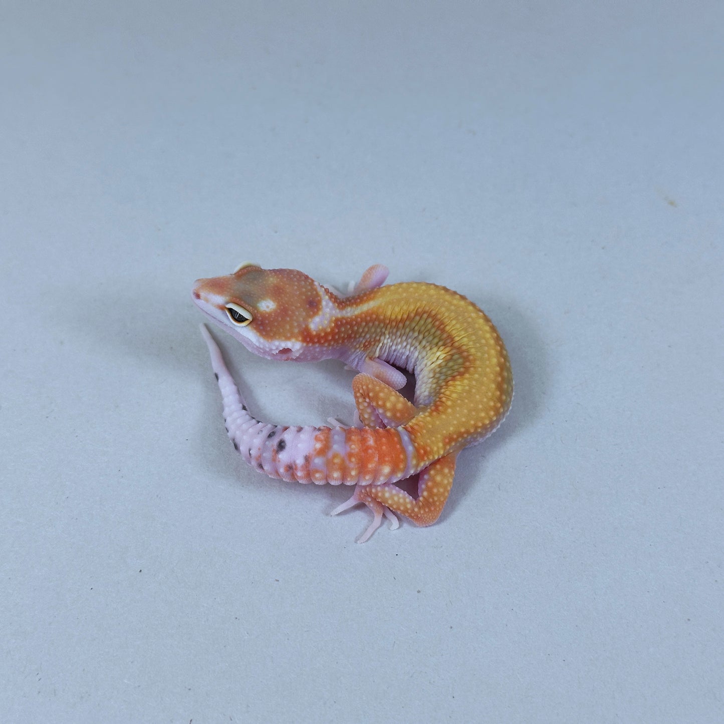 2025 Male Striped W&Y Joker Project