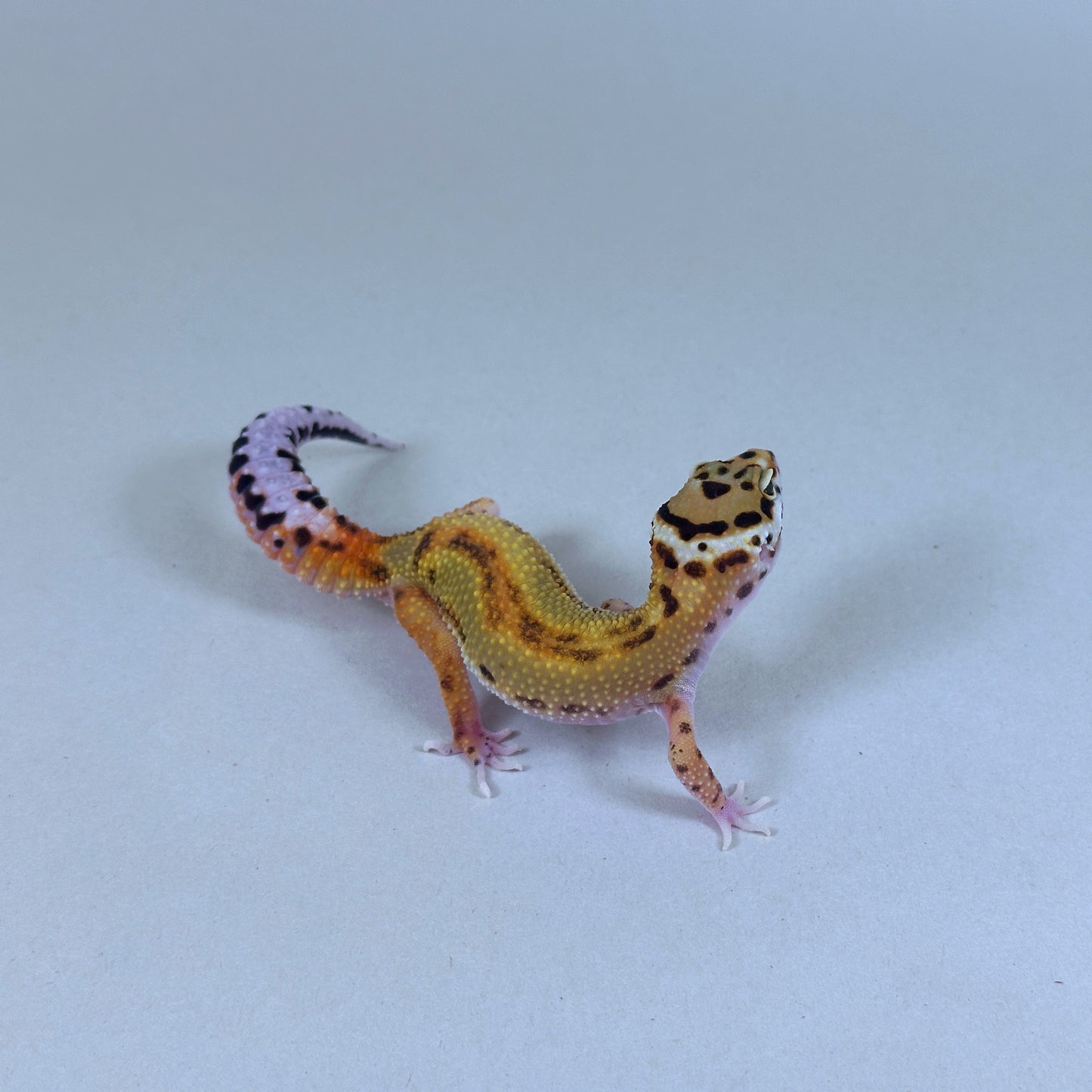 2025 Probable Male Striped Joker Project