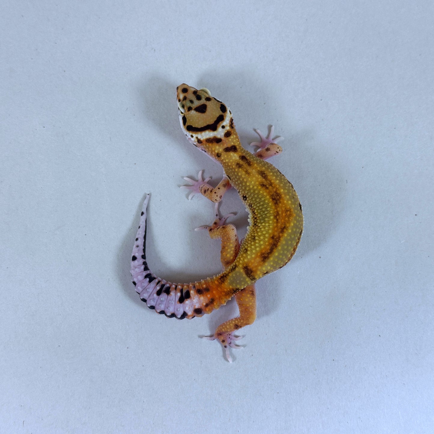 2025 Probable Male Striped Joker Project
