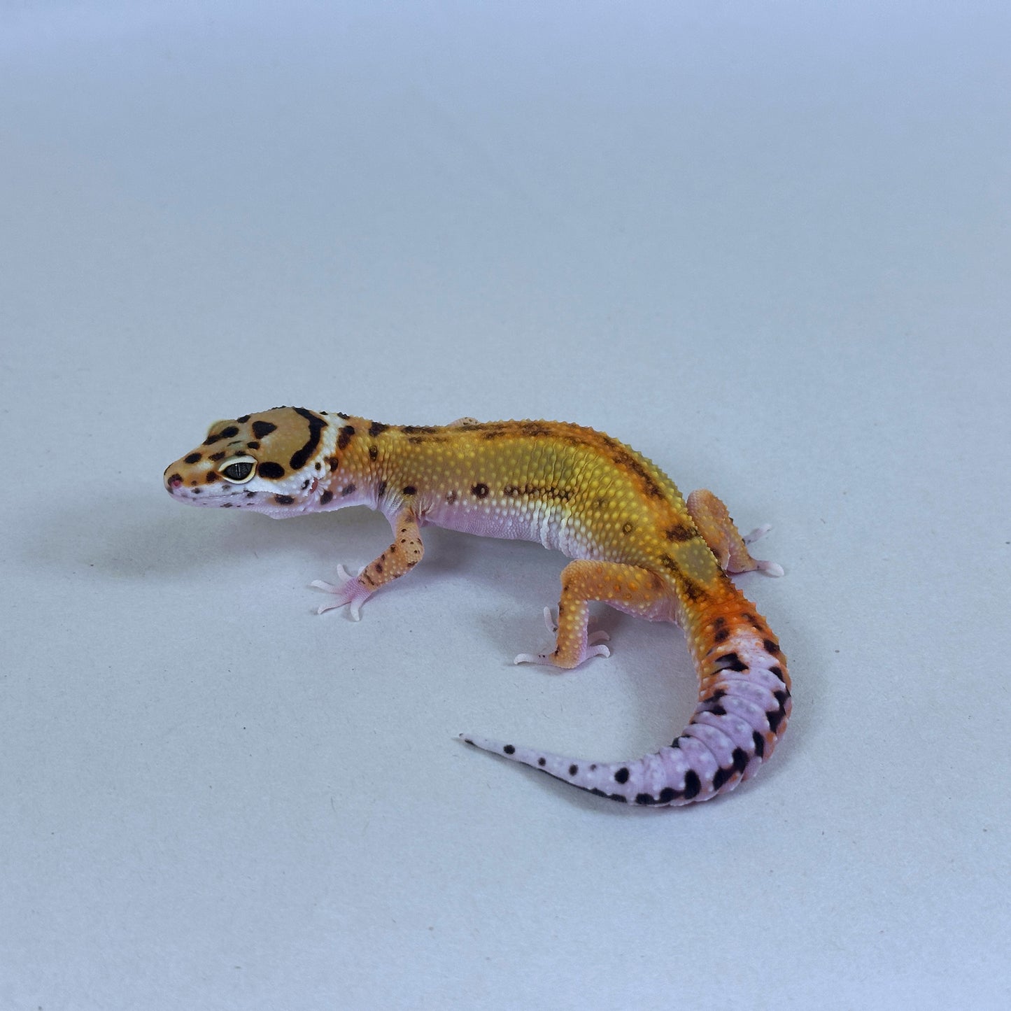 2025 Probable Male Striped Joker Project