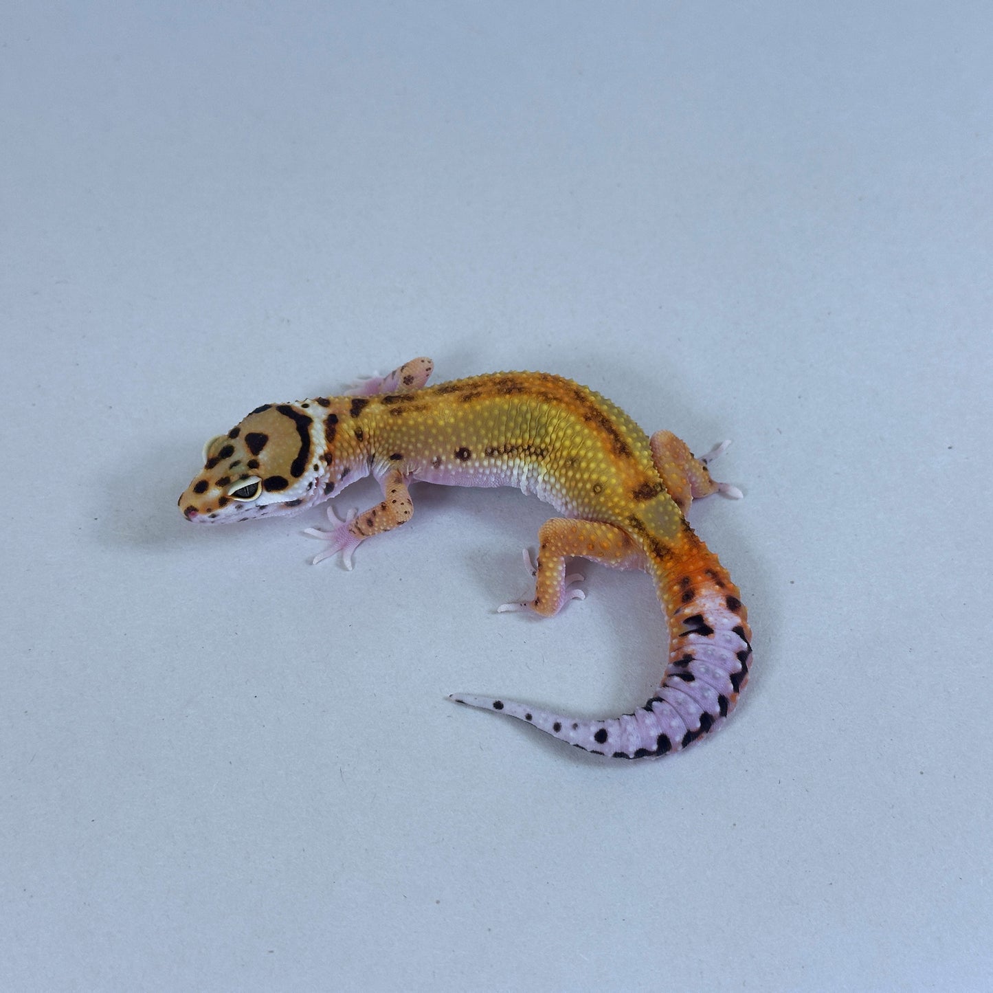 2025 Probable Male Striped Joker Project