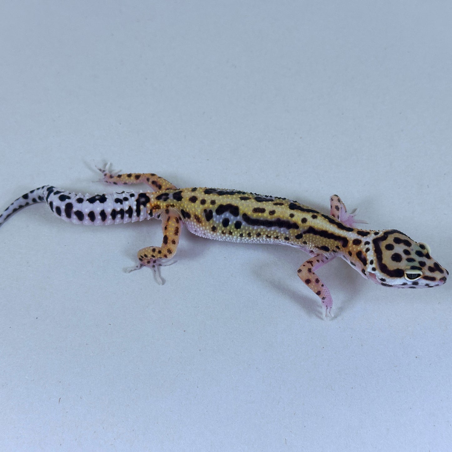 2025 Female Joker X Gem Snow Bold Cross
