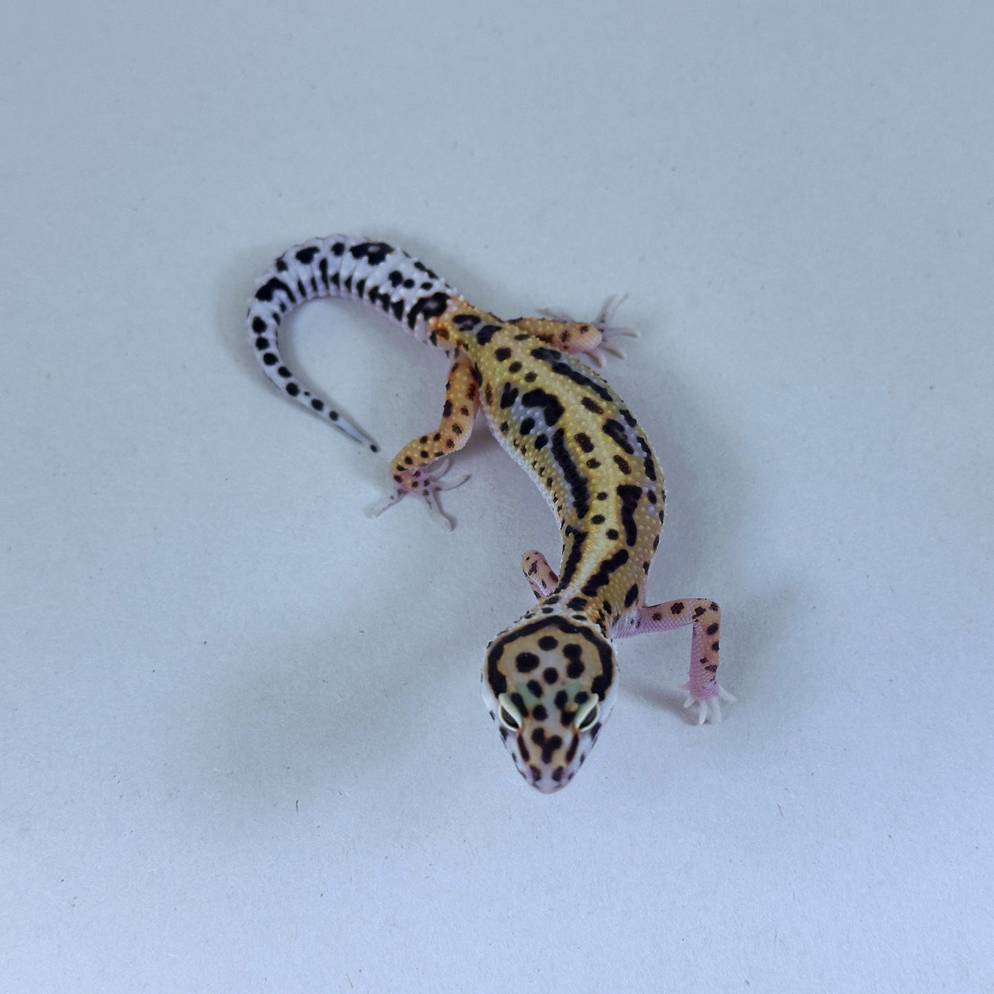 2025 Female Joker X Gem Snow Bold Cross