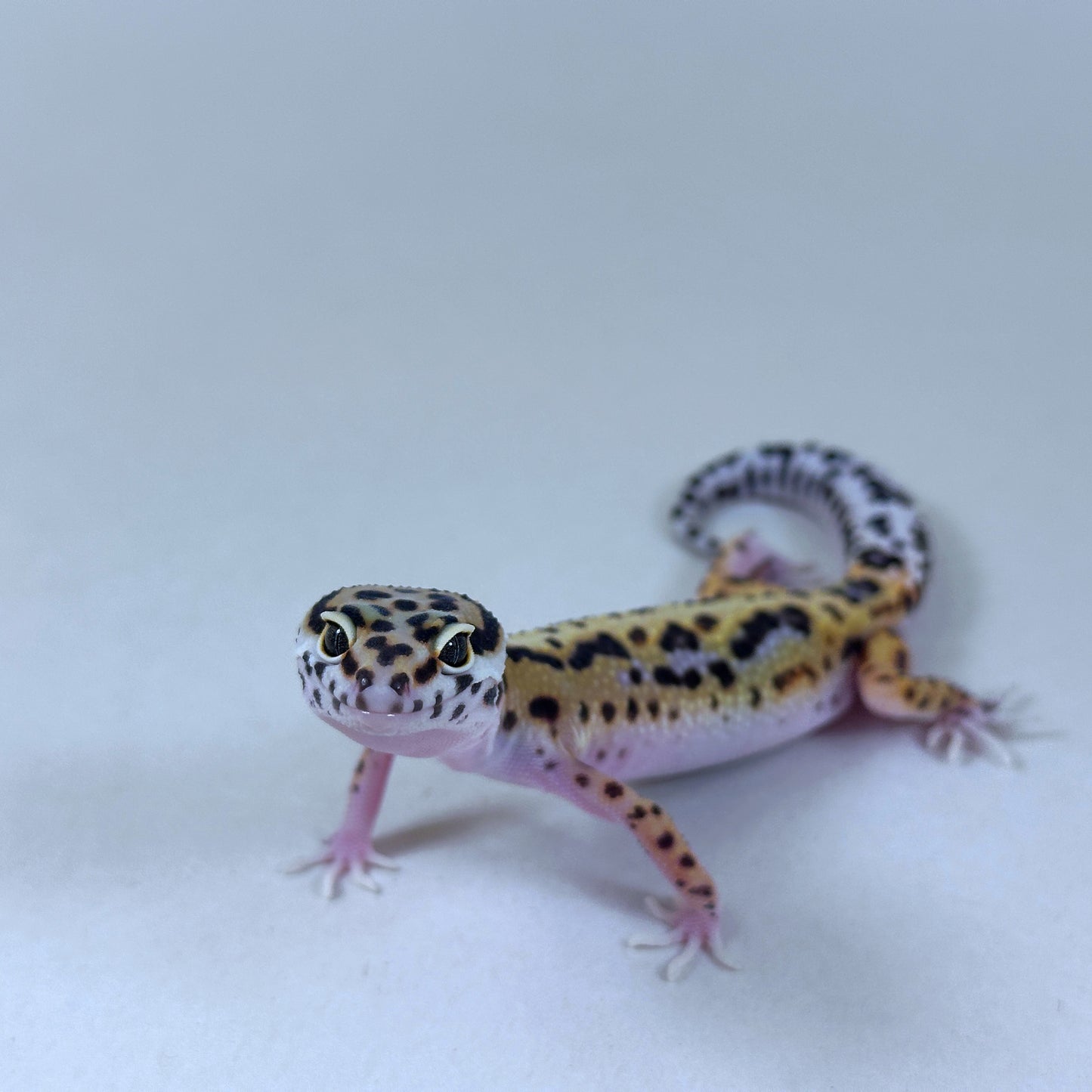 2025 Female Joker X Gem Snow Bold Cross