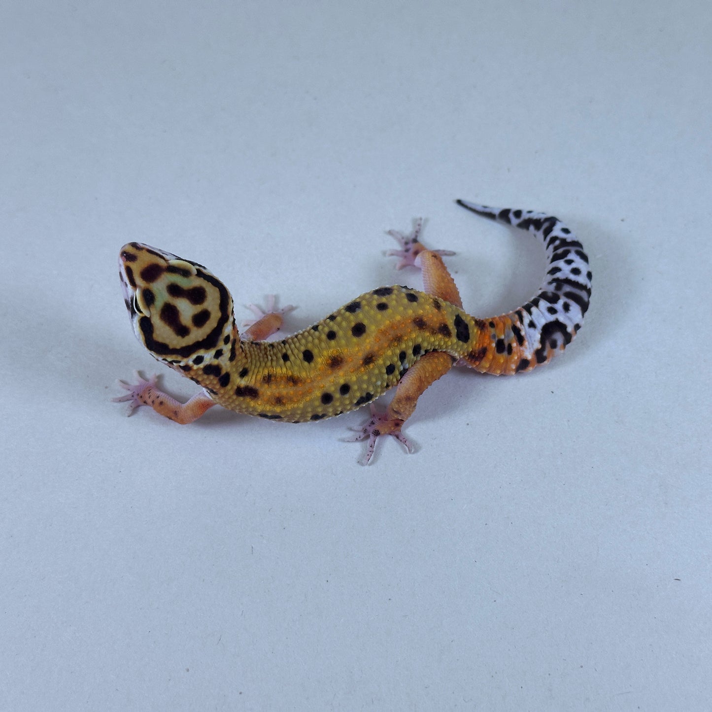 2025 Male Tangerine (Bengal X Tango Crush Cross)