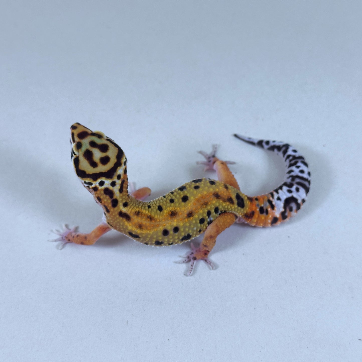 2025 Male Tangerine (Bengal X Tango Crush Cross)