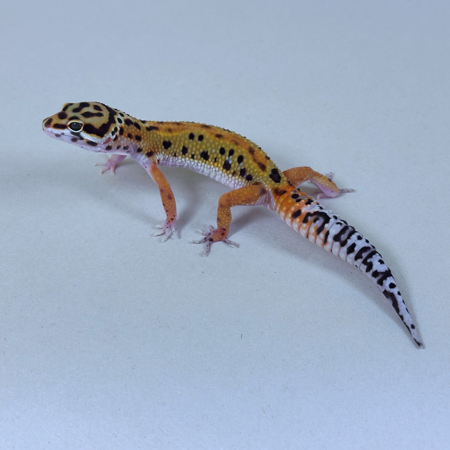 2025 Male Tangerine (Bengal X Tango Crush Cross)