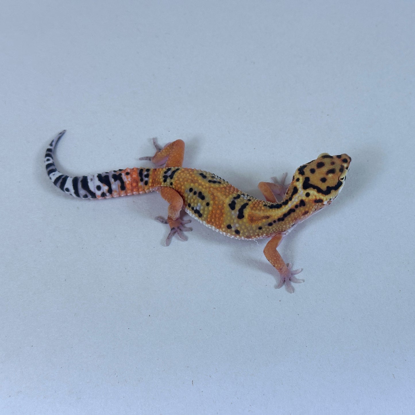 2025 Male Bengal X Joker cross