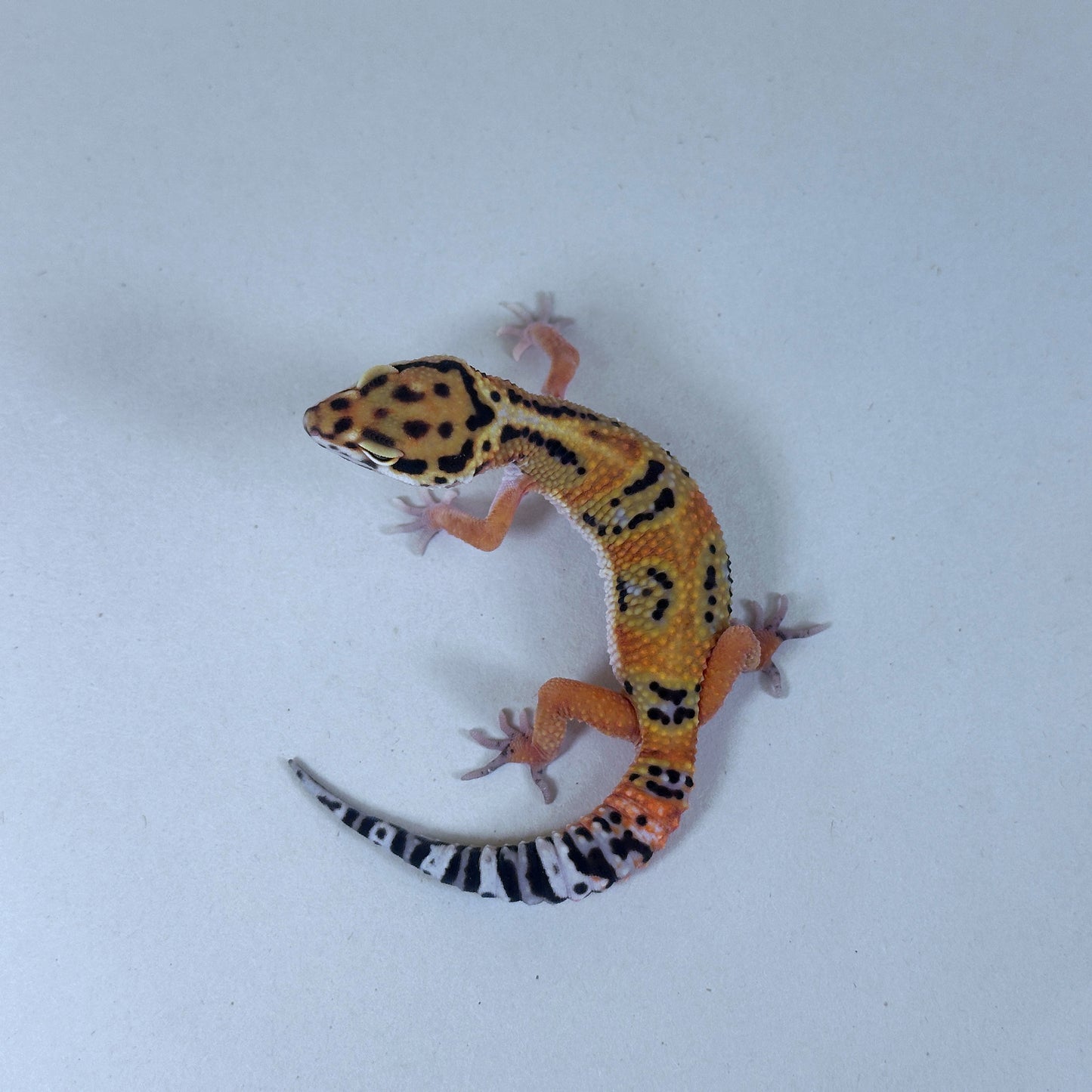 2025 Male Bengal X Joker cross