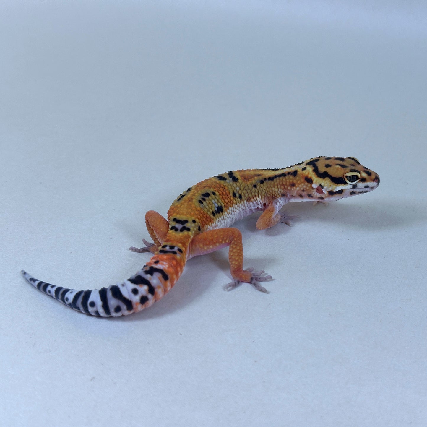 2025 Male Bengal X Joker cross