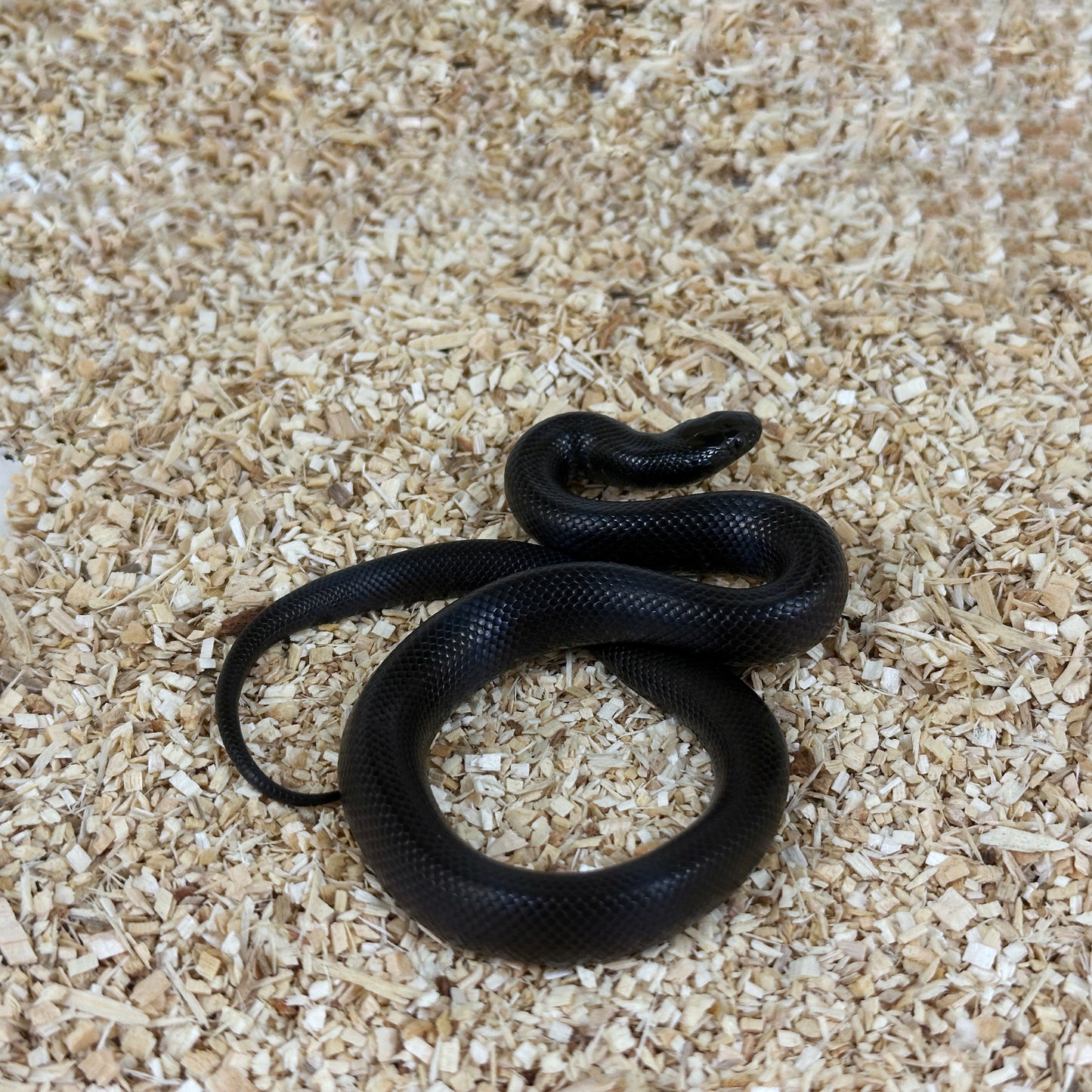 2025 Female Mexican Black Kingsnake