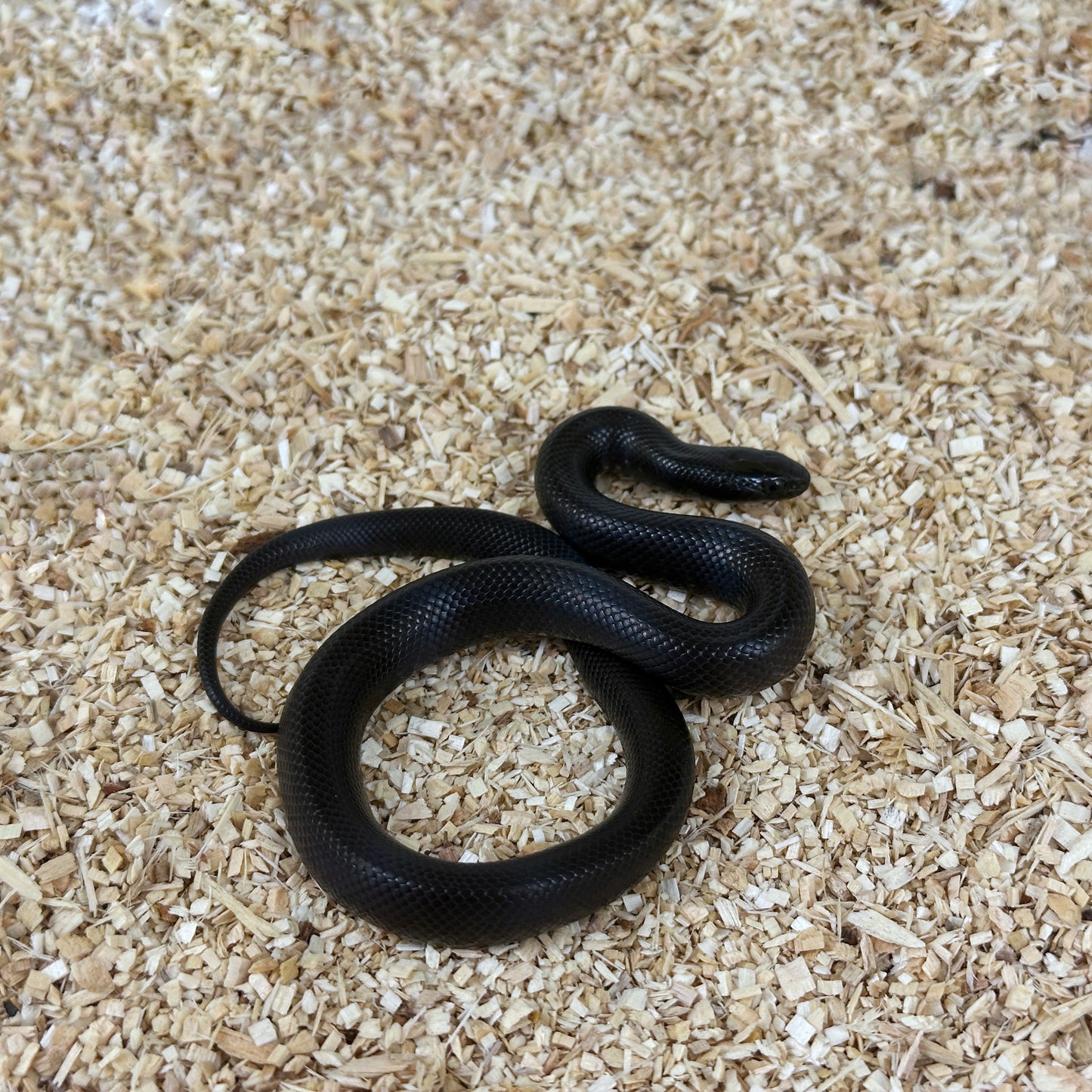 2025 Female Mexican Black Kingsnake