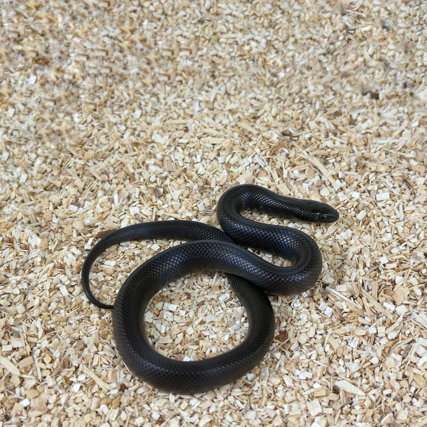 2025 Female Mexican Black Kingsnake