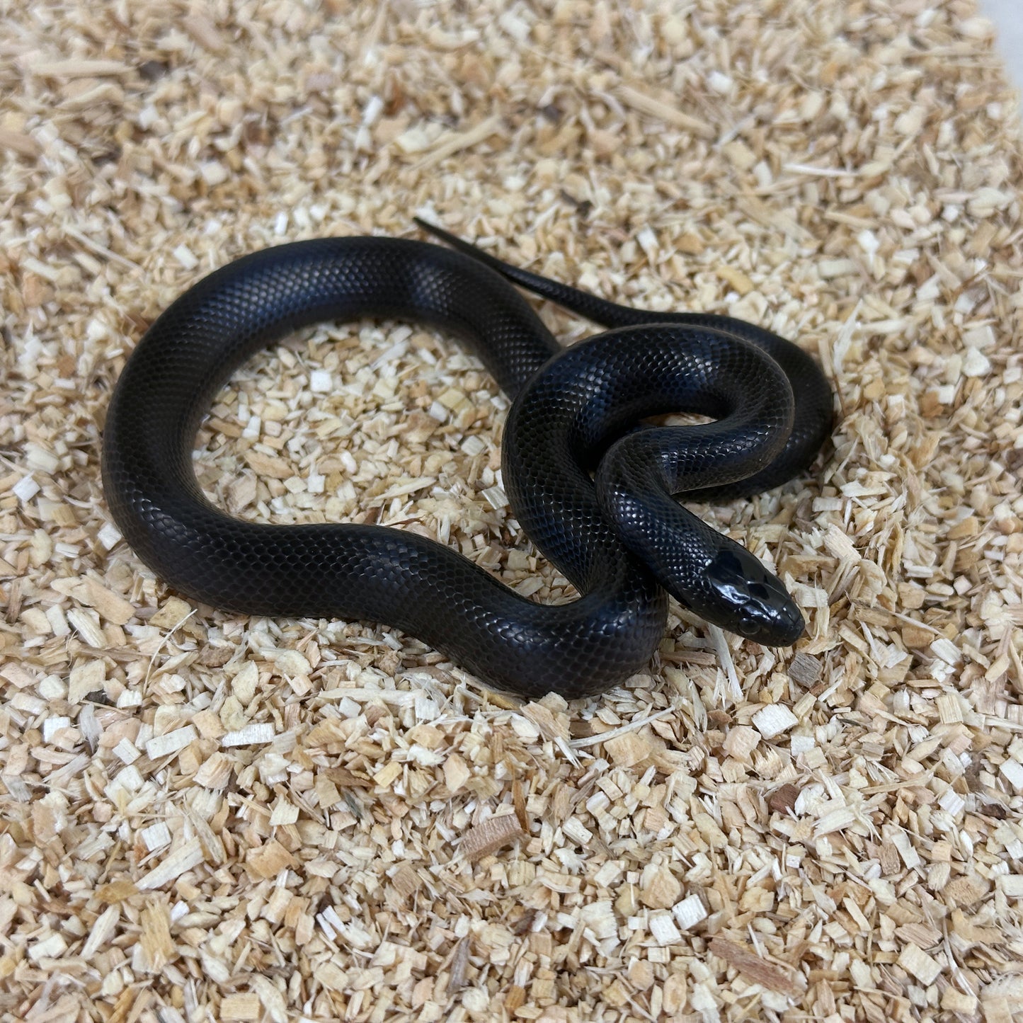 2025 Male Mexican Black Kingsnake