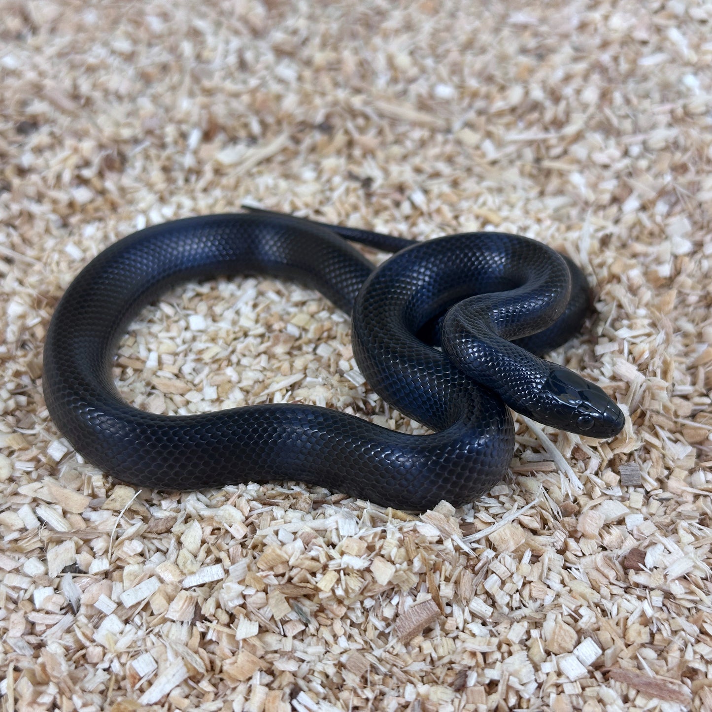 2025 Male Mexican Black Kingsnake