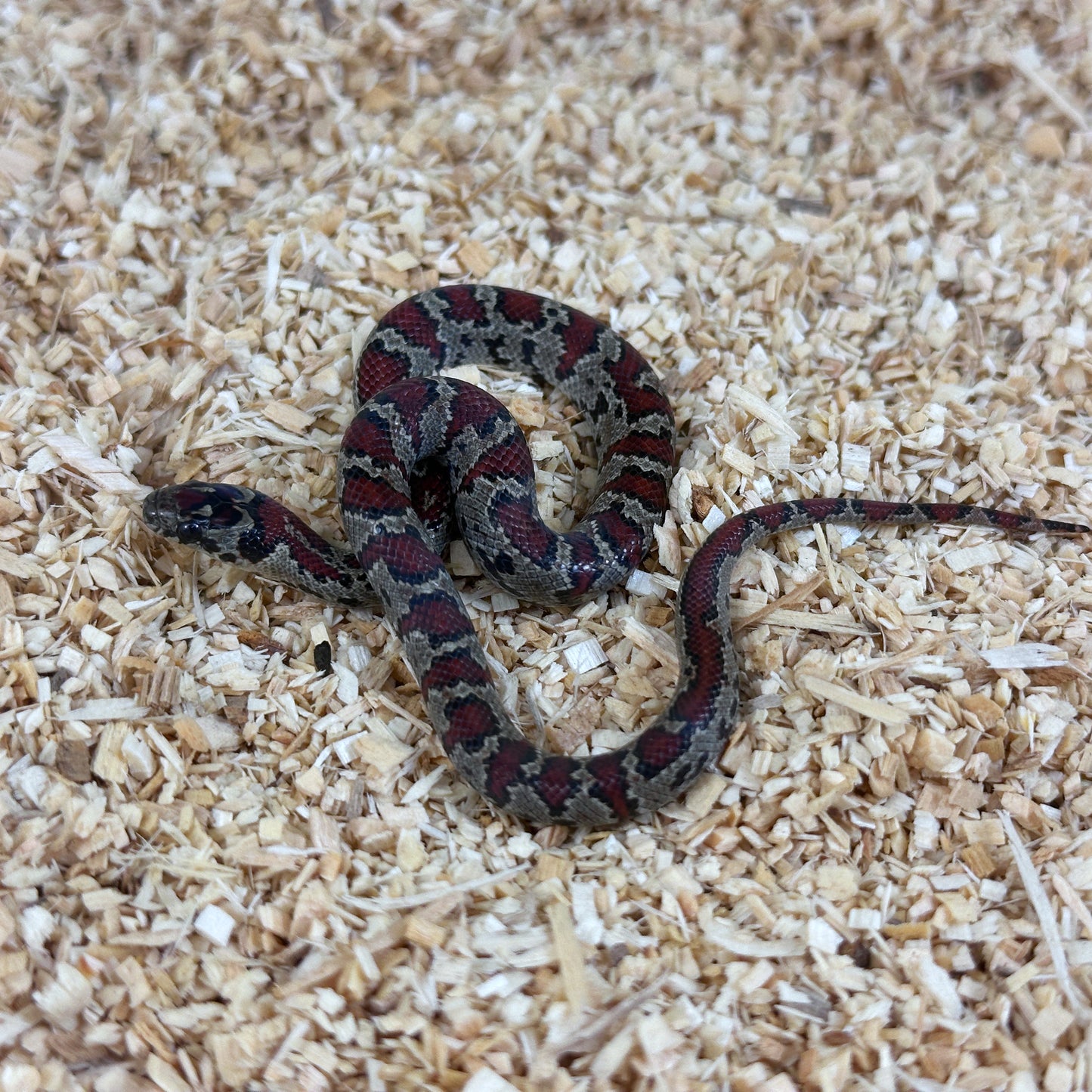 2025 Dark Female San Louis Potosi Kingsnake (Mex Mex)