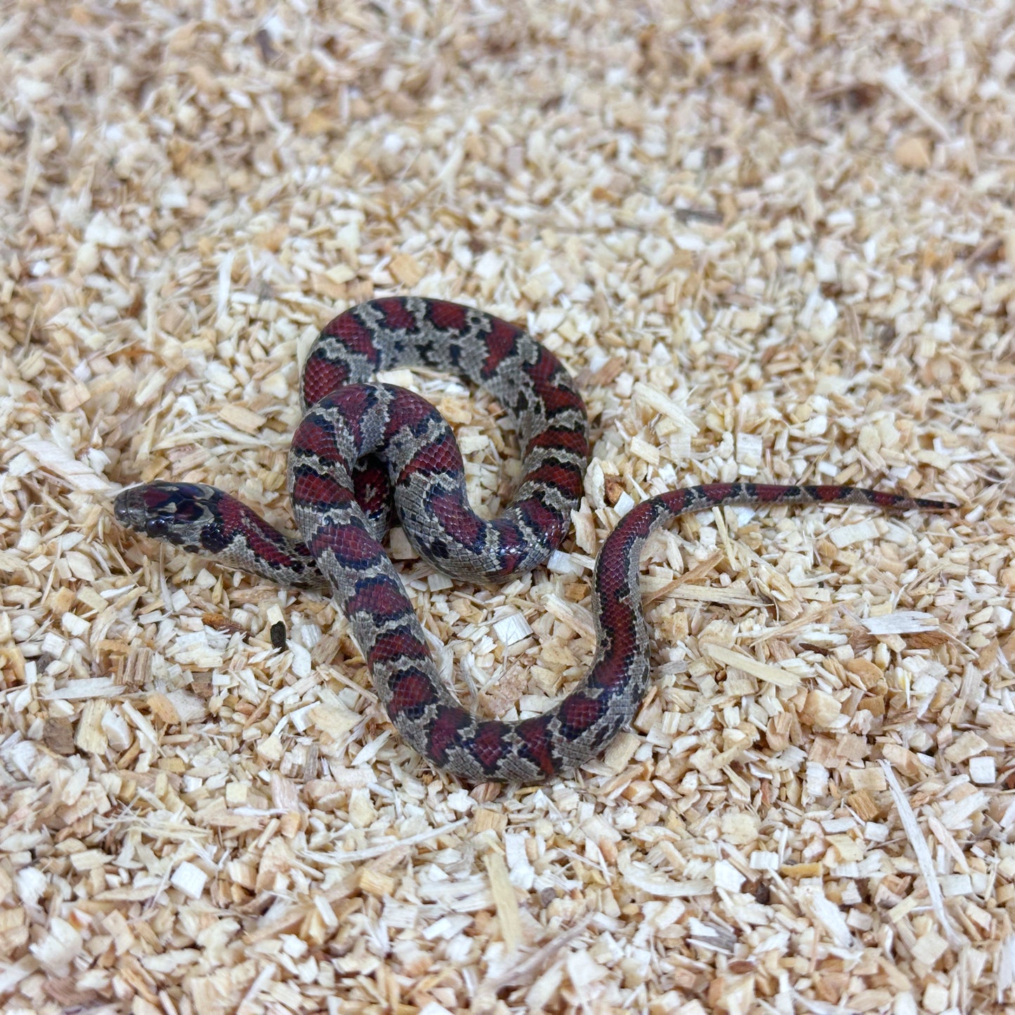 2025 Dark Female San Louis Potosi Kingsnake (Mex Mex)