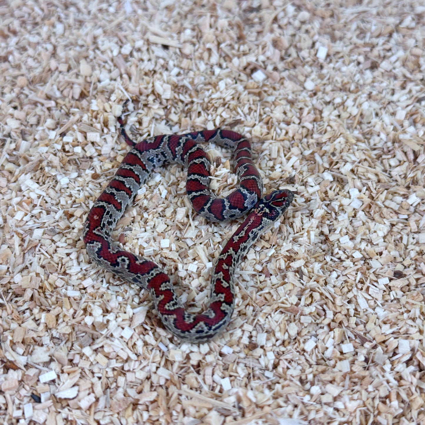 2025 Male Aberrant San Louis Potosi Kingsnake (Mex Mex)