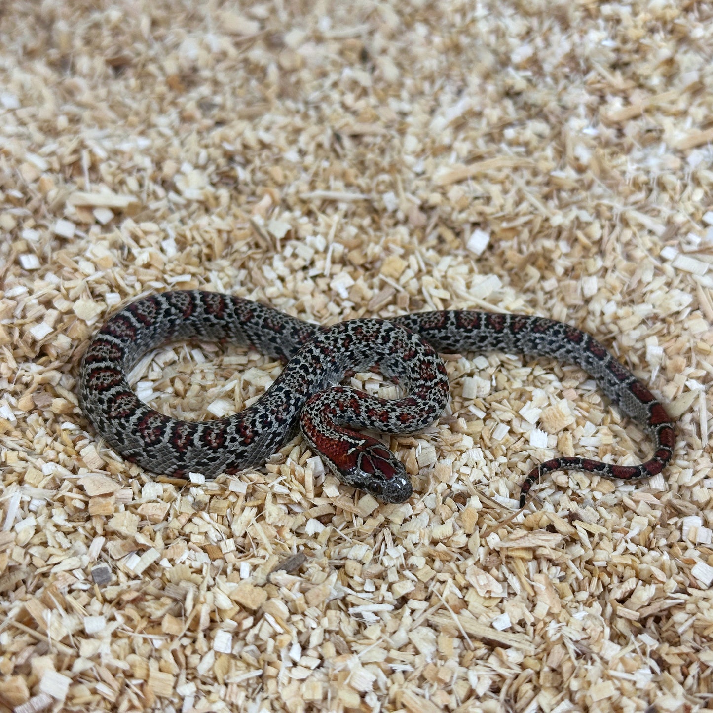 2025 Female Granite San Louis Potosi Kingsnake (Mex Mex)