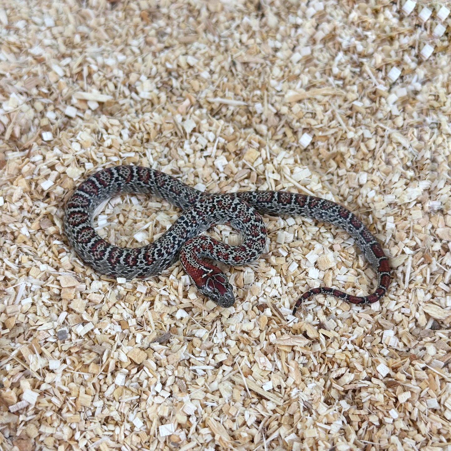 2025 Female Granite San Louis Potosi Kingsnake (Mex Mex)