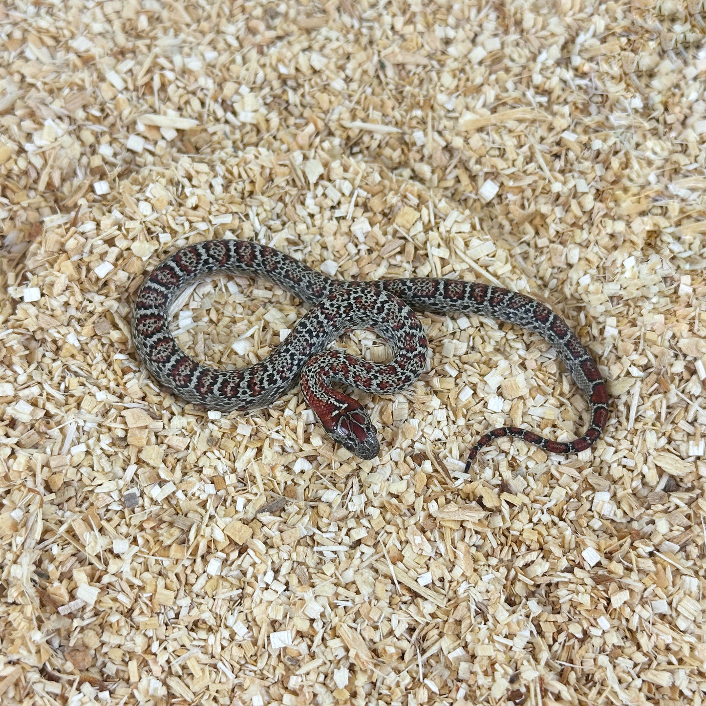 2025 Female Granite San Louis Potosi Kingsnake (Mex Mex)