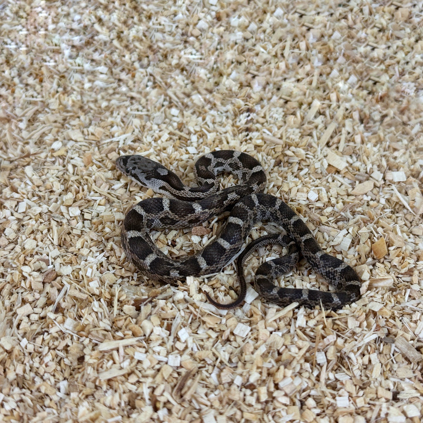 2025 Female Het Scaleless pos TH Leucistic Snow Texas Rat Snake