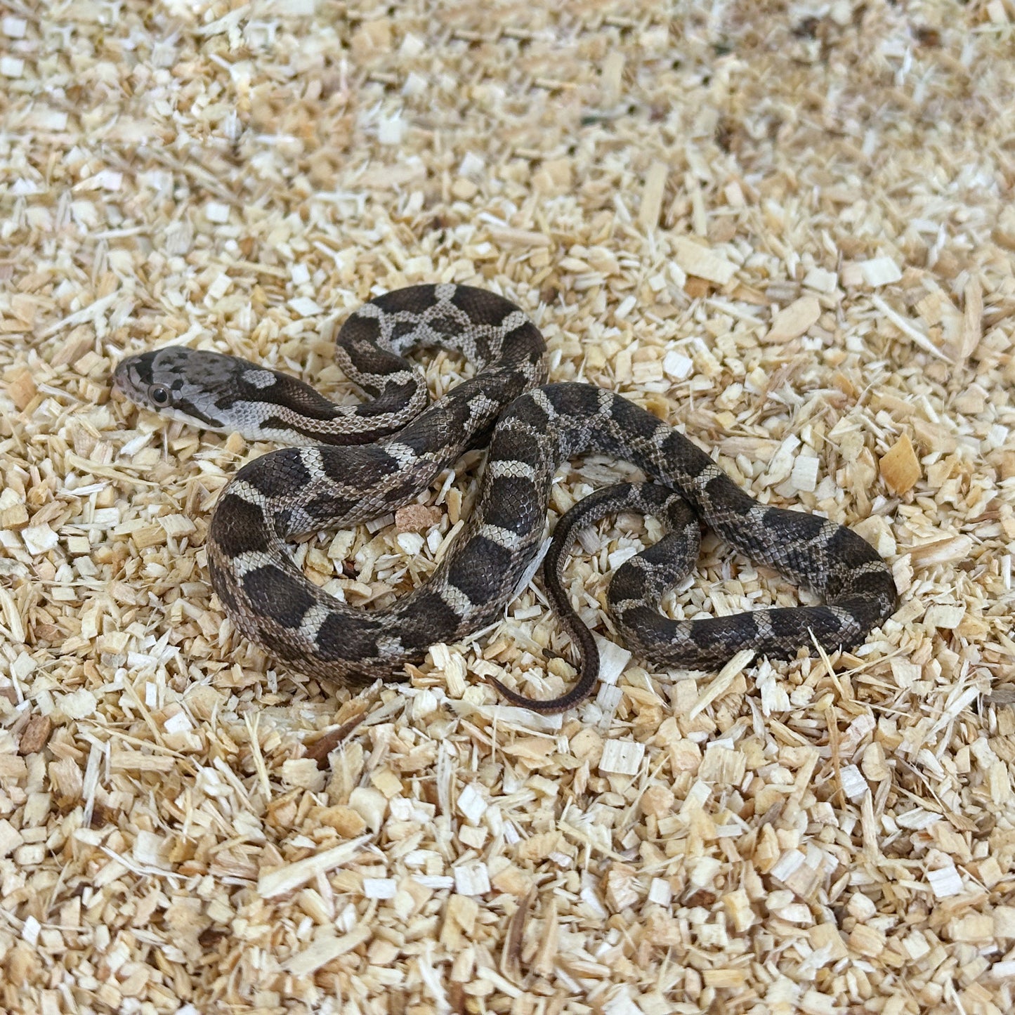 2025 Female Het Scaleless pos TH Leucistic Snow Texas Rat Snake