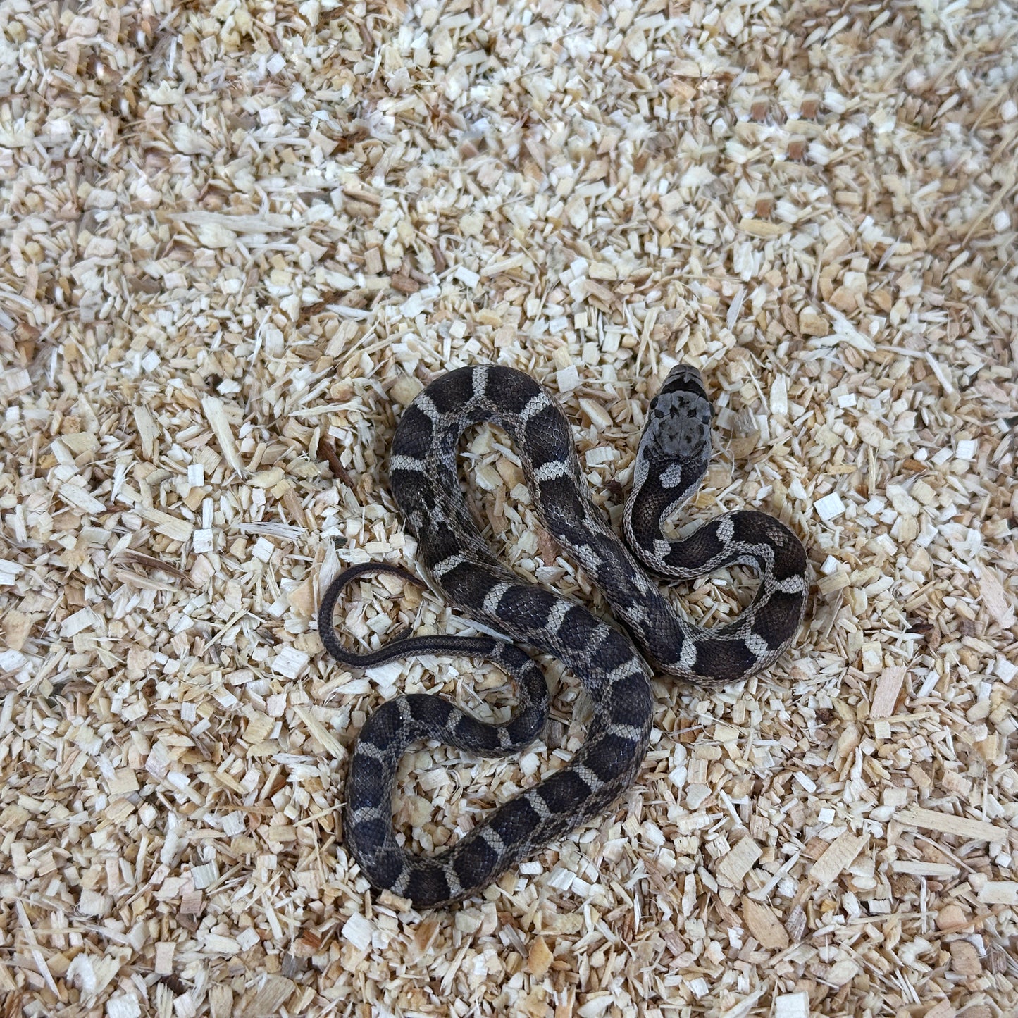 2025 Female Het Scaleless pos TH Leucistic Snow Texas Rat Snake