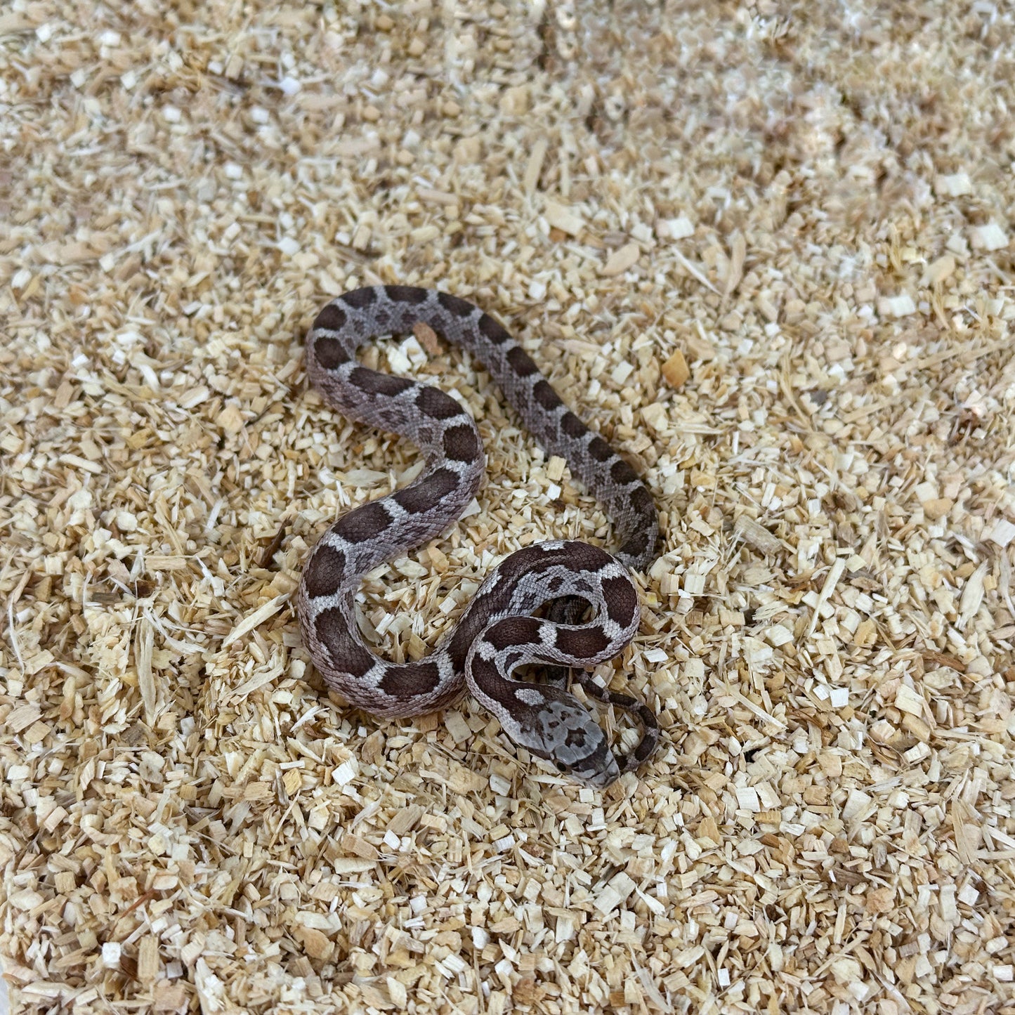 2025 Female het Scaleless pos TH Leucistic Snow Texas Rat Snake