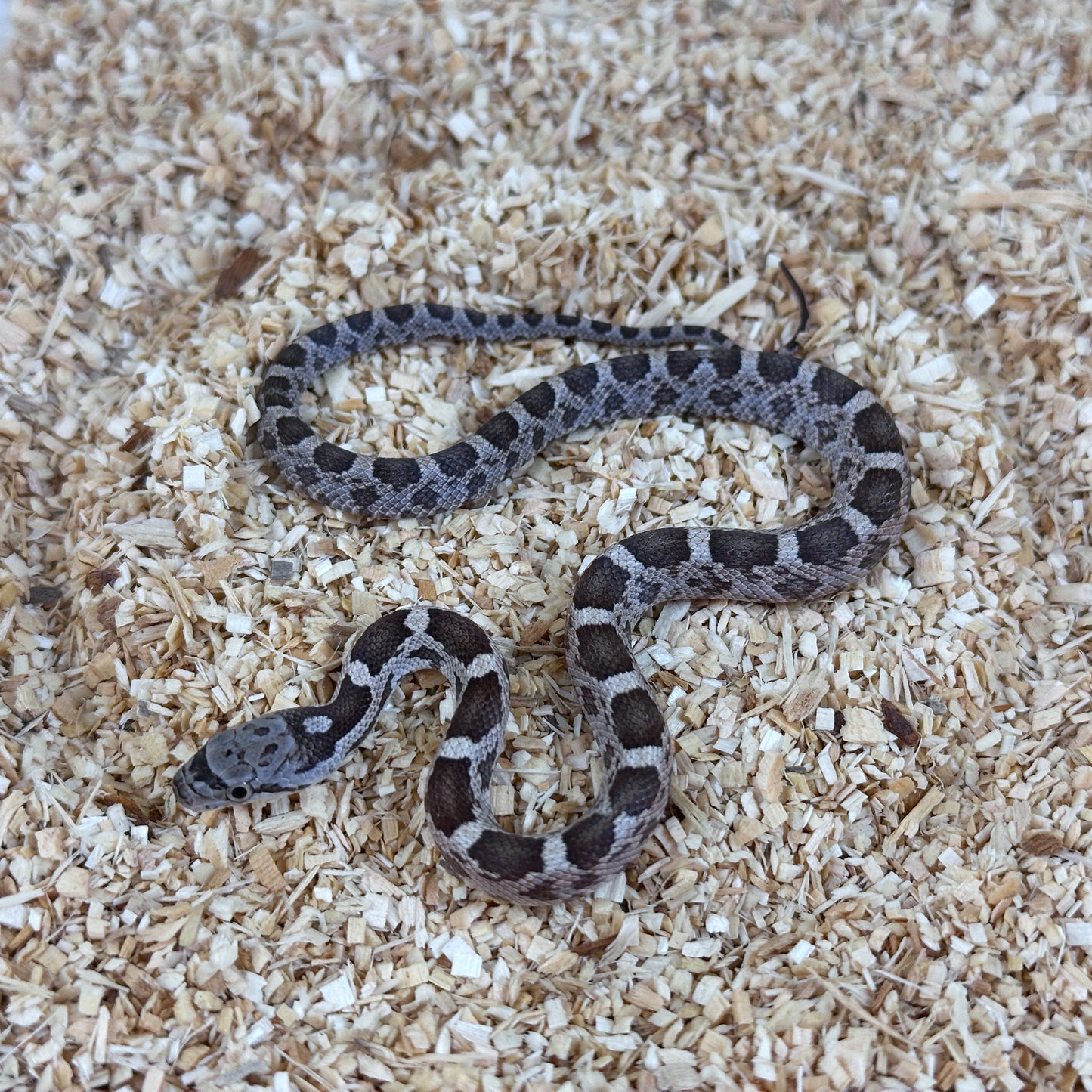 2025 Male Anery Het Scaleless pos DH Leucistic Albino Texas Rat Snake