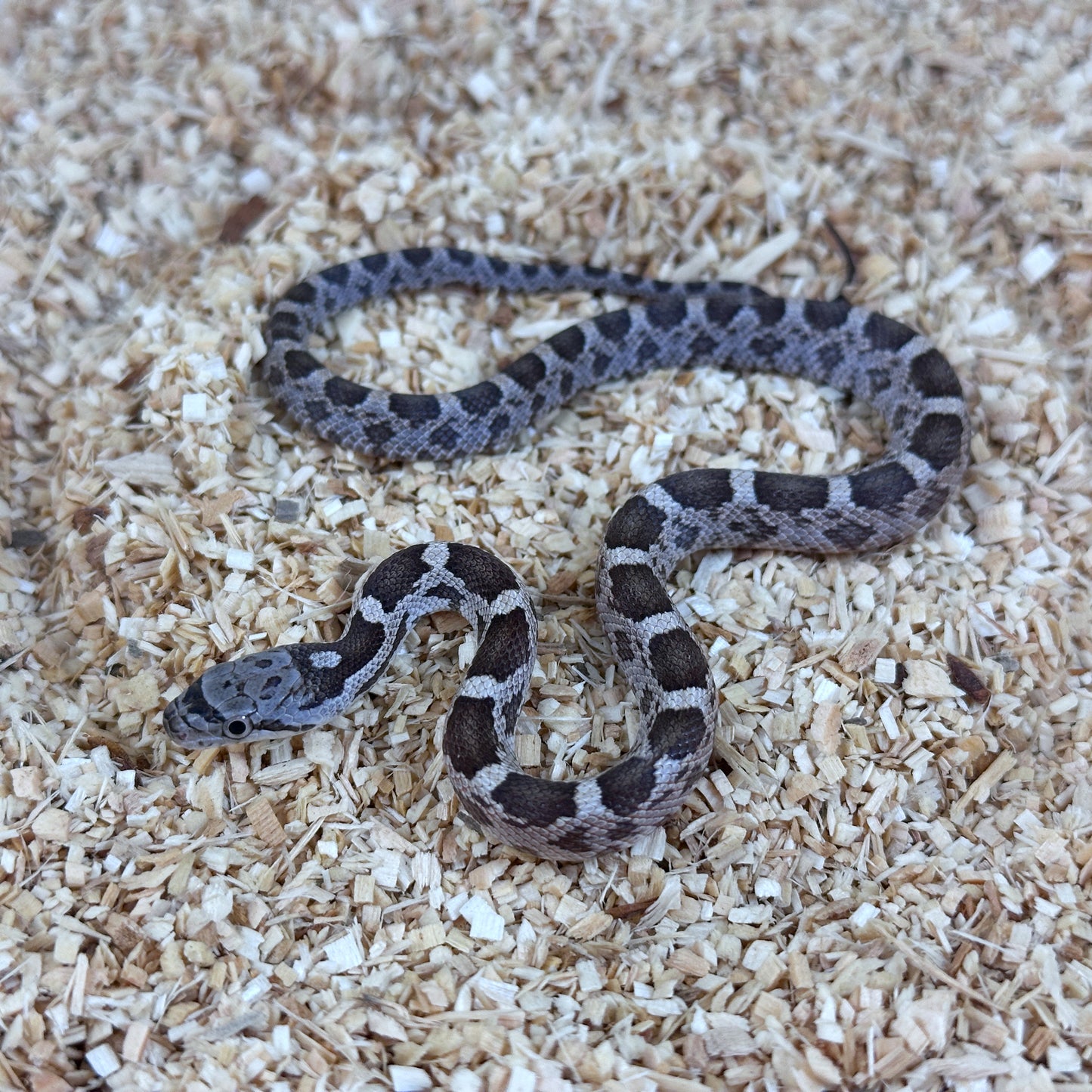 2025 Male Anery Het Scaleless pos DH Leucistic Albino Texas Rat Snake