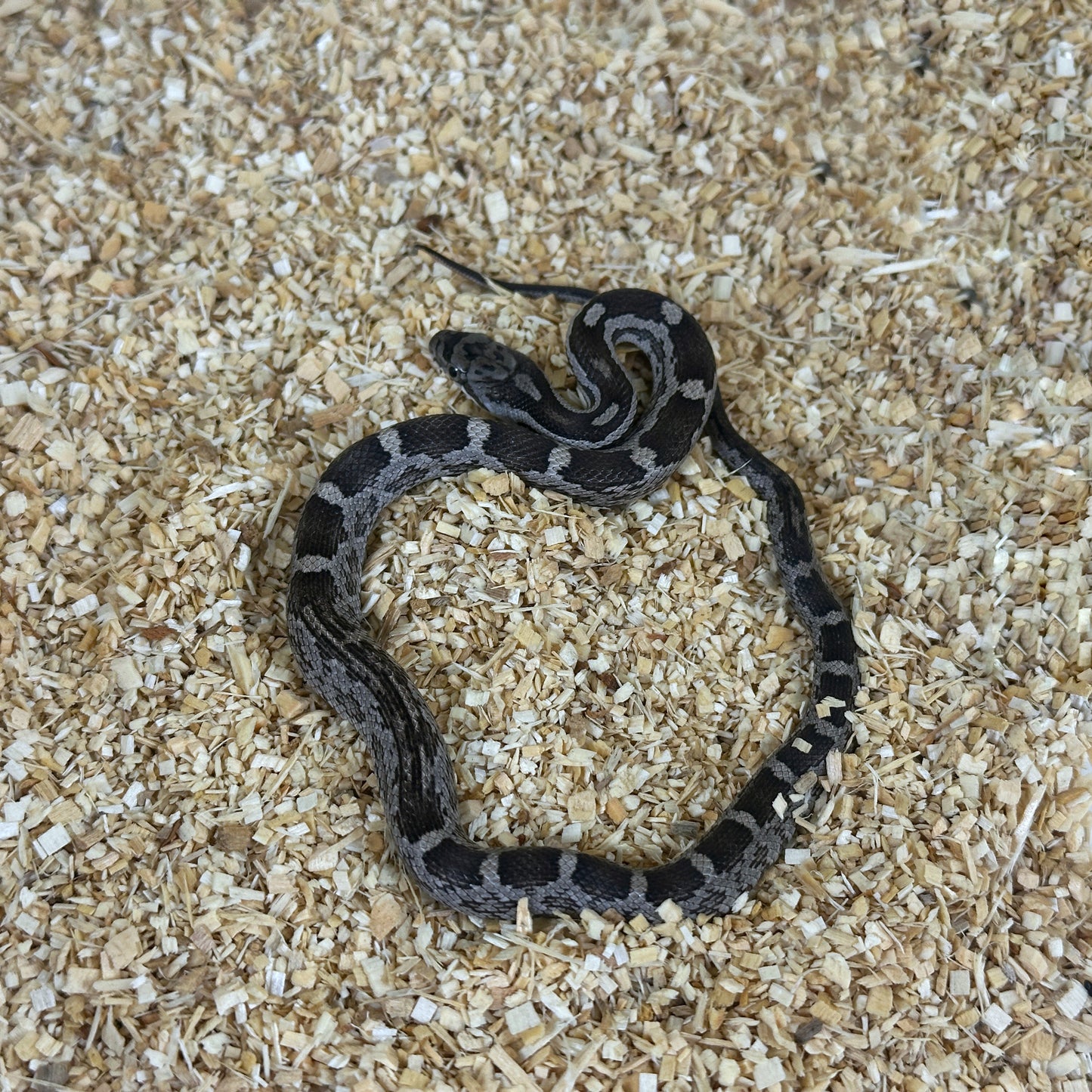 2025 Female Anery het Scaleless pos DH Albino Leucistic Texas Rat Snake