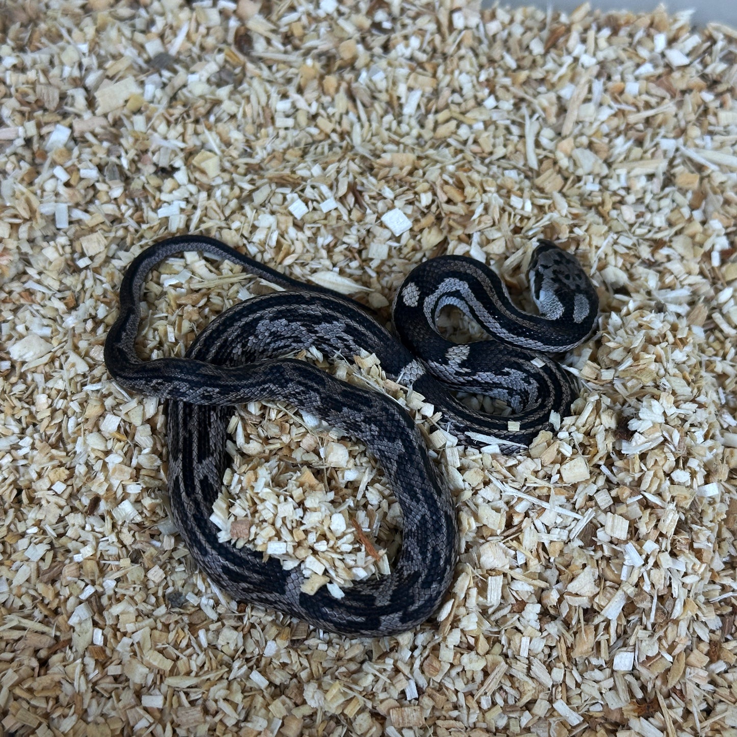 2025 Female Aberrant Anery het Scaleless pos DH Albino Leucistic Texas Rat Snake