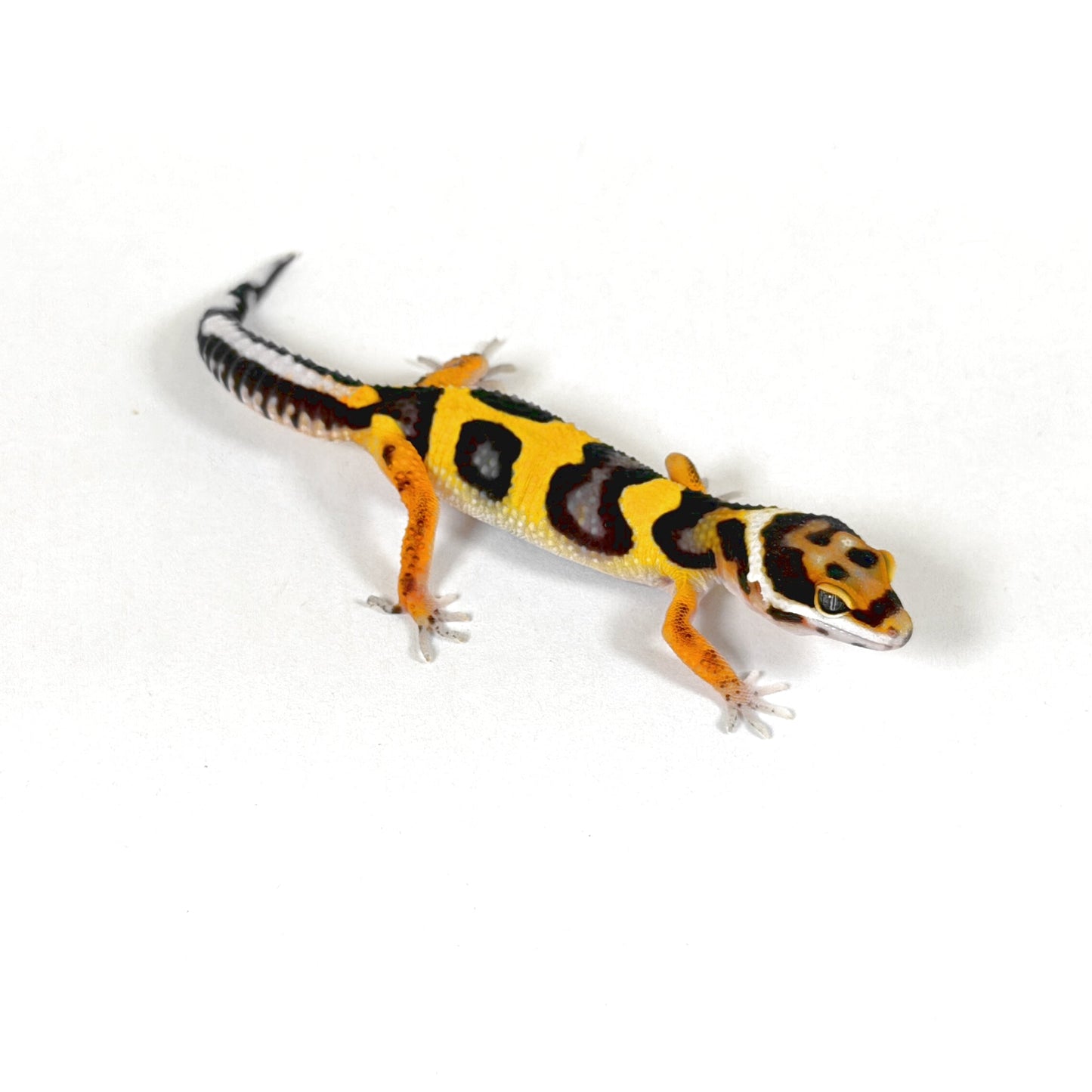 2026 Joker Cross het Tremper Albino