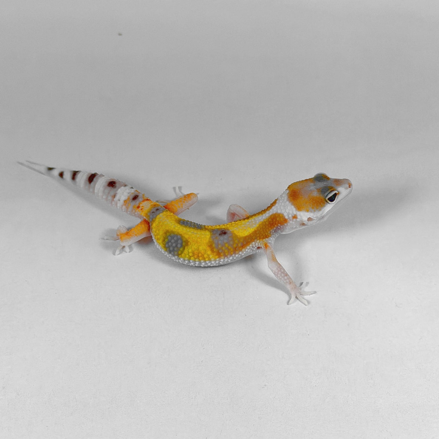 2026 W&Y Joker Bengal Cross