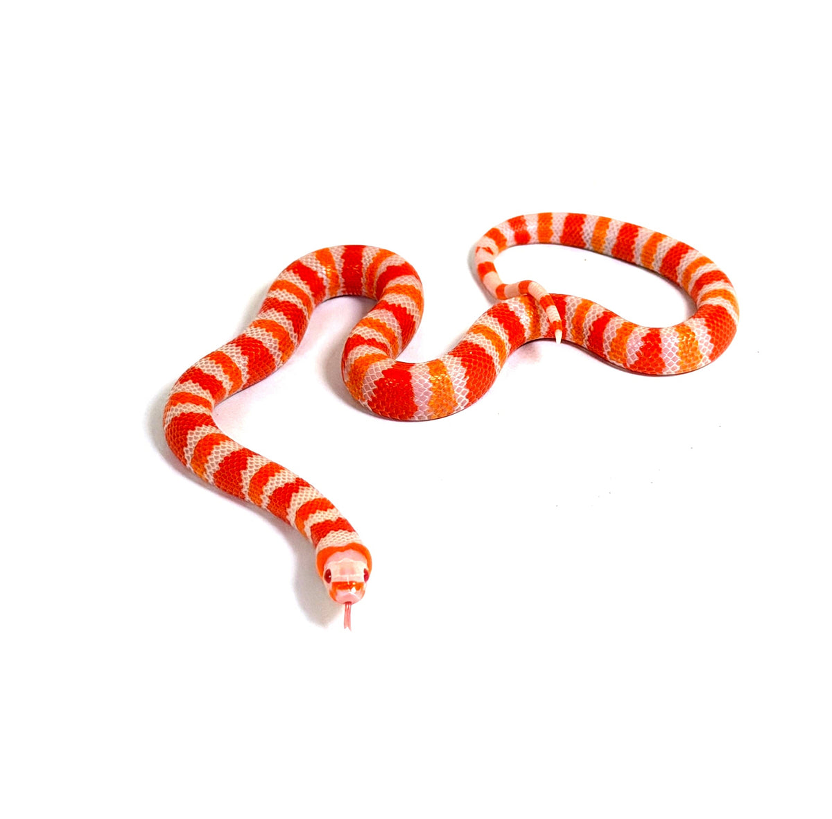 2026 Male Tangerine Albino het Anery Honduran Milk Snake
