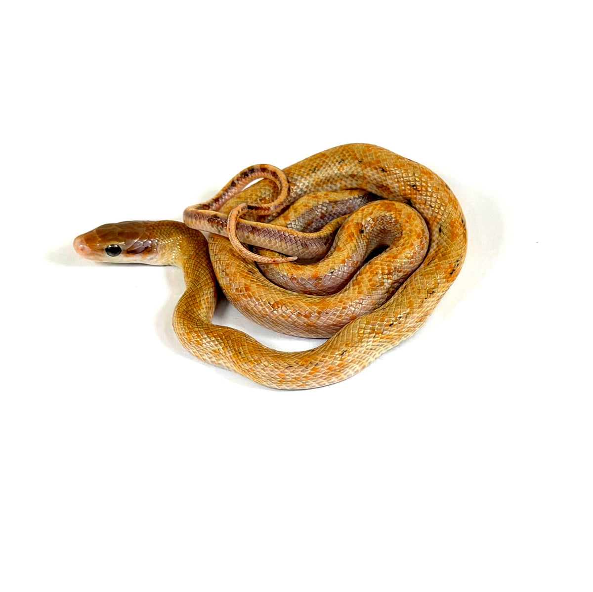 2026 Male Calico Chinese Beauty Rat Snake