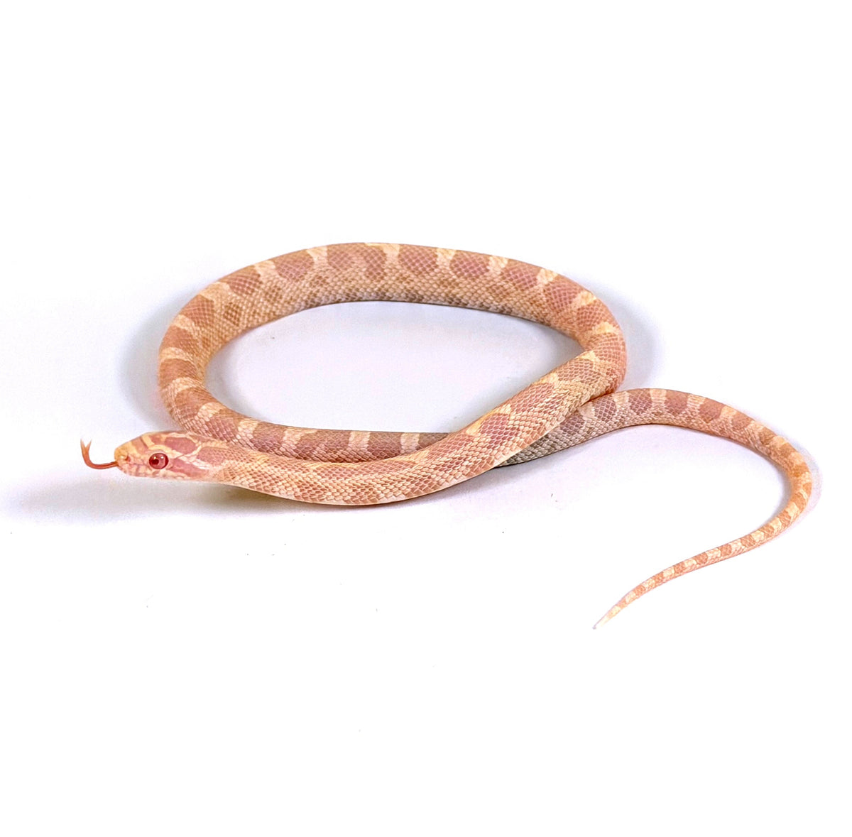 2026 Male Salmon Snow het Scaleless pos TH Stripe Bloodred Hypo Corn Snake